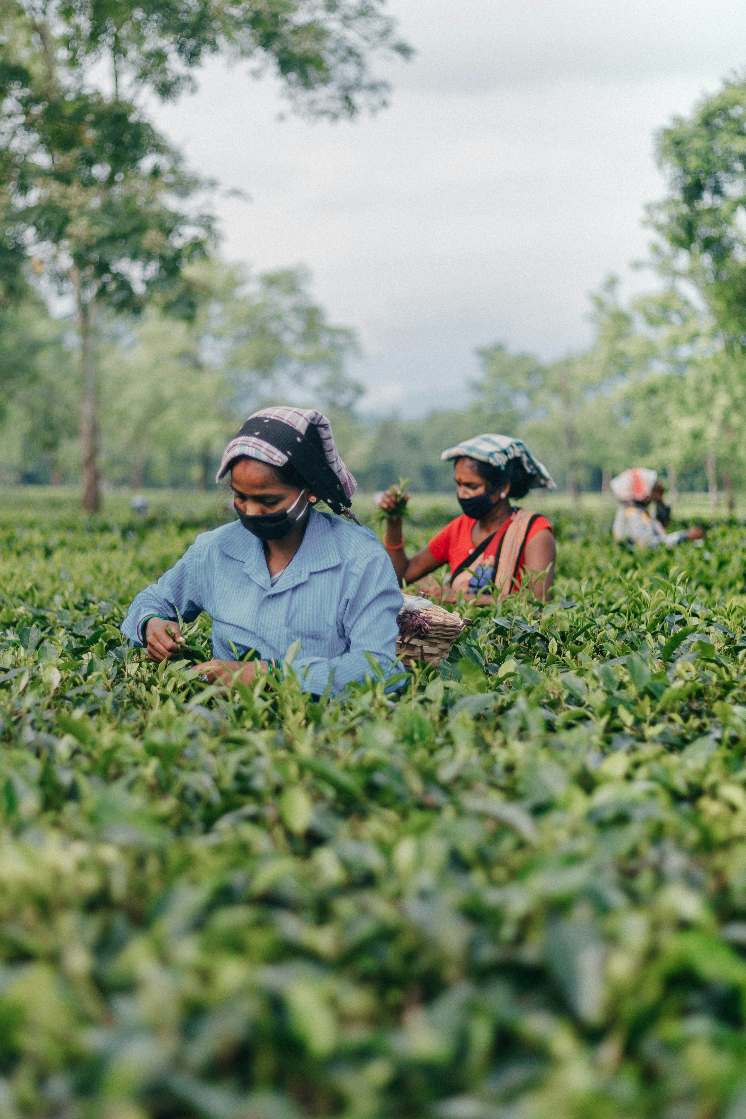 AgInvestment Guide #1 – Breaking some myths about agricultural investments (Part 1)