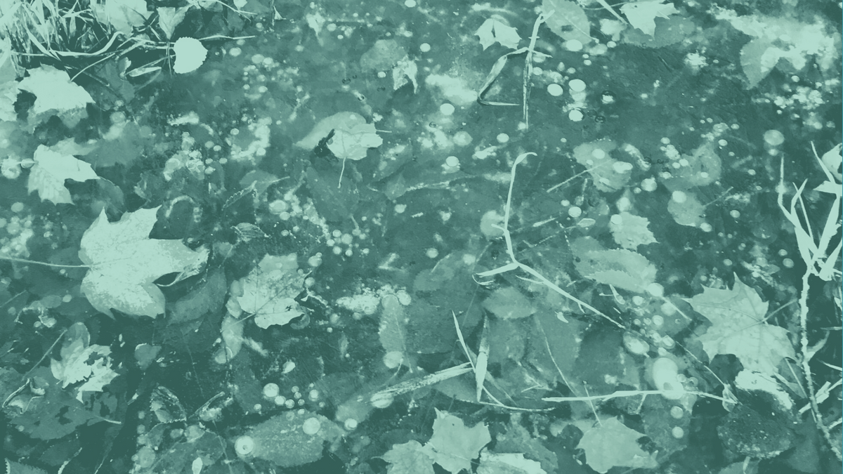 leaves frozen in ice