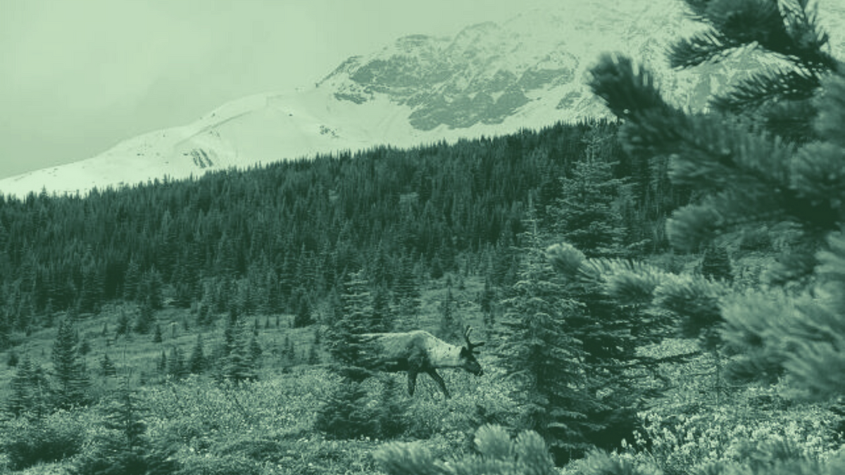 Image affected with a green overlay. Caribou in the grass and trees with a mountain in the background.