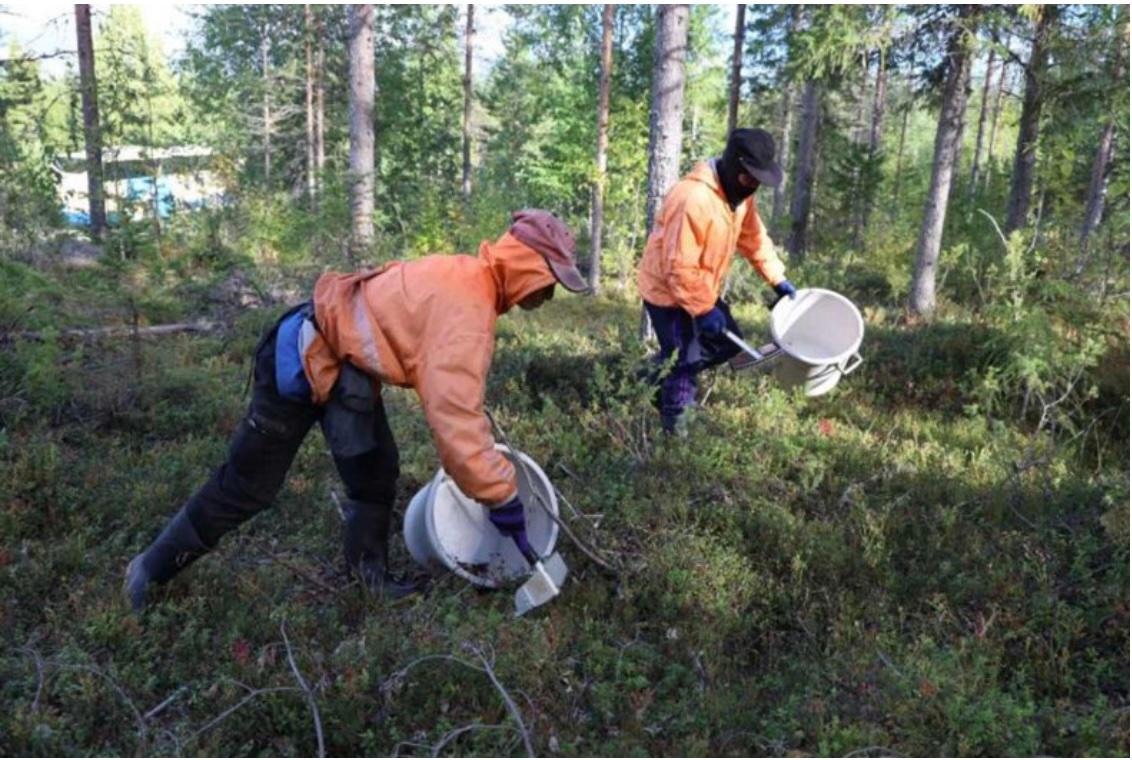 Blood Berries – A horror story in Finland’s forests