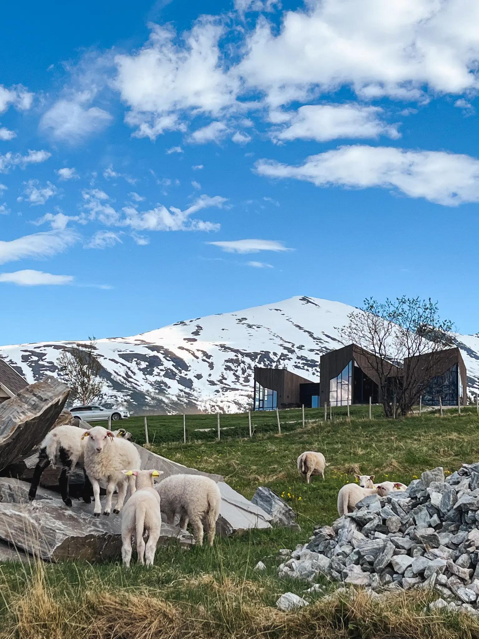 Spåkenes lambs outside Restaurant Solvind