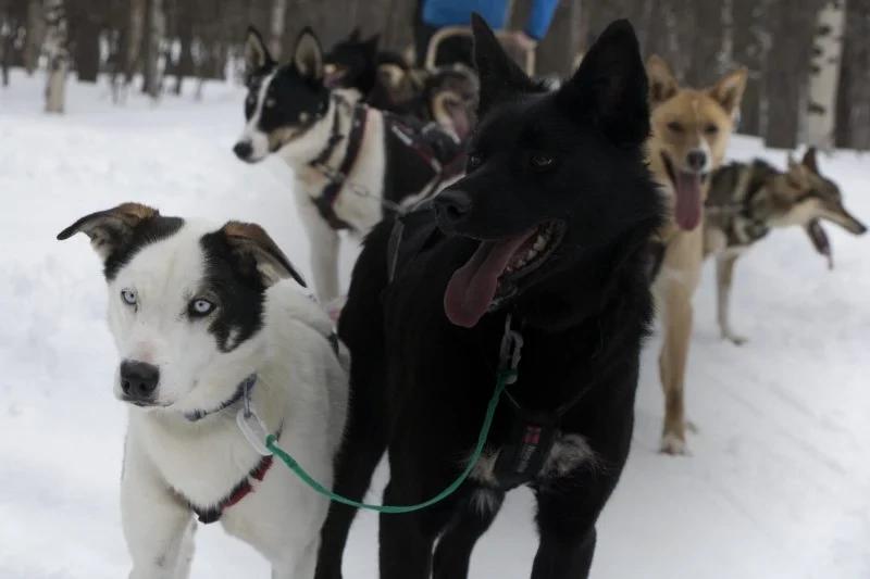 Husky dogs from the dog sledding tour in the Reisa valley offered by Lyngen North