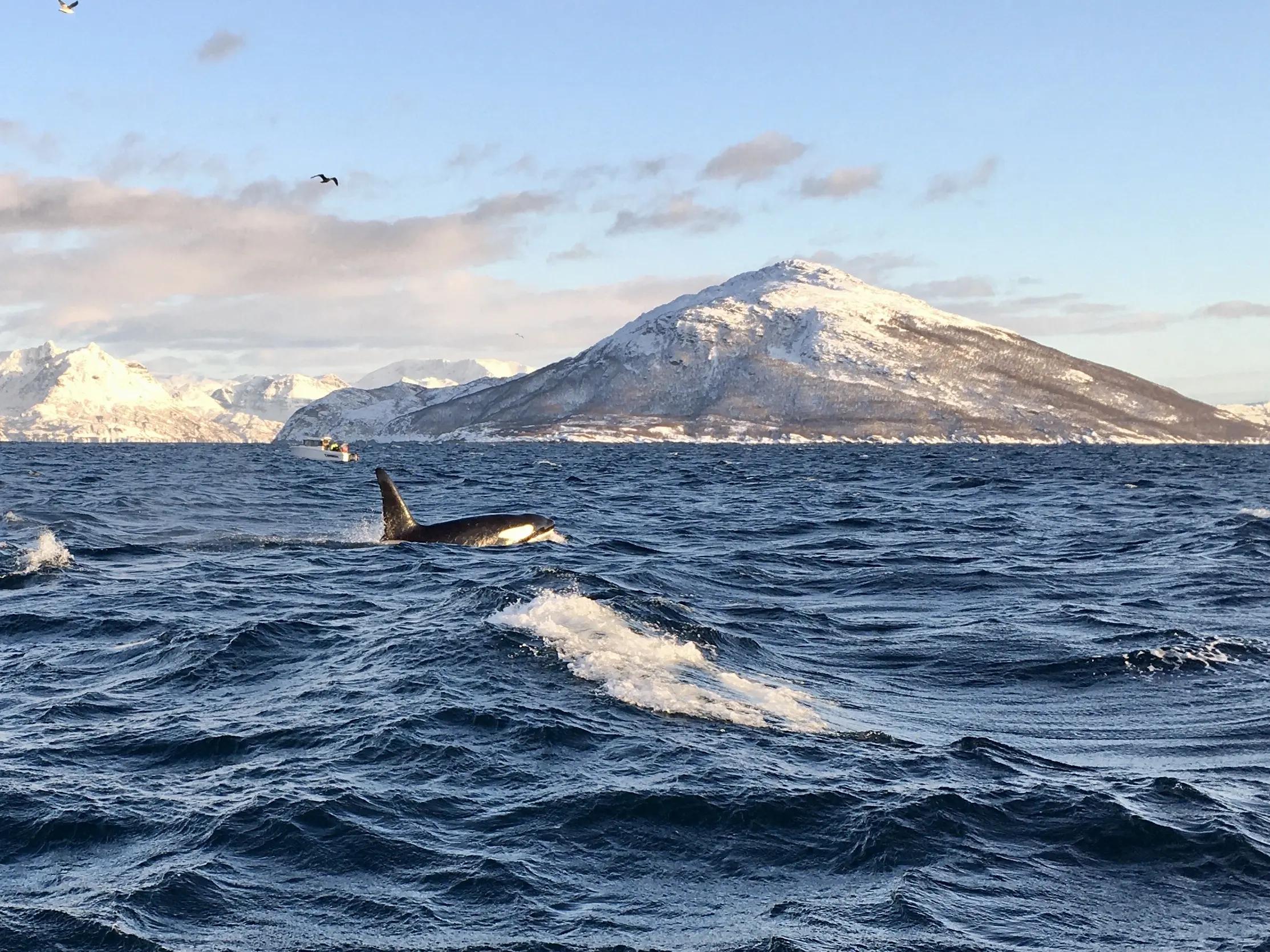 Whale safari from Skjervøy