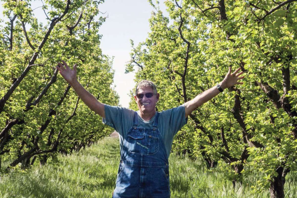 Organic Nagafu Fuji Apples – Frog Hollow Farm