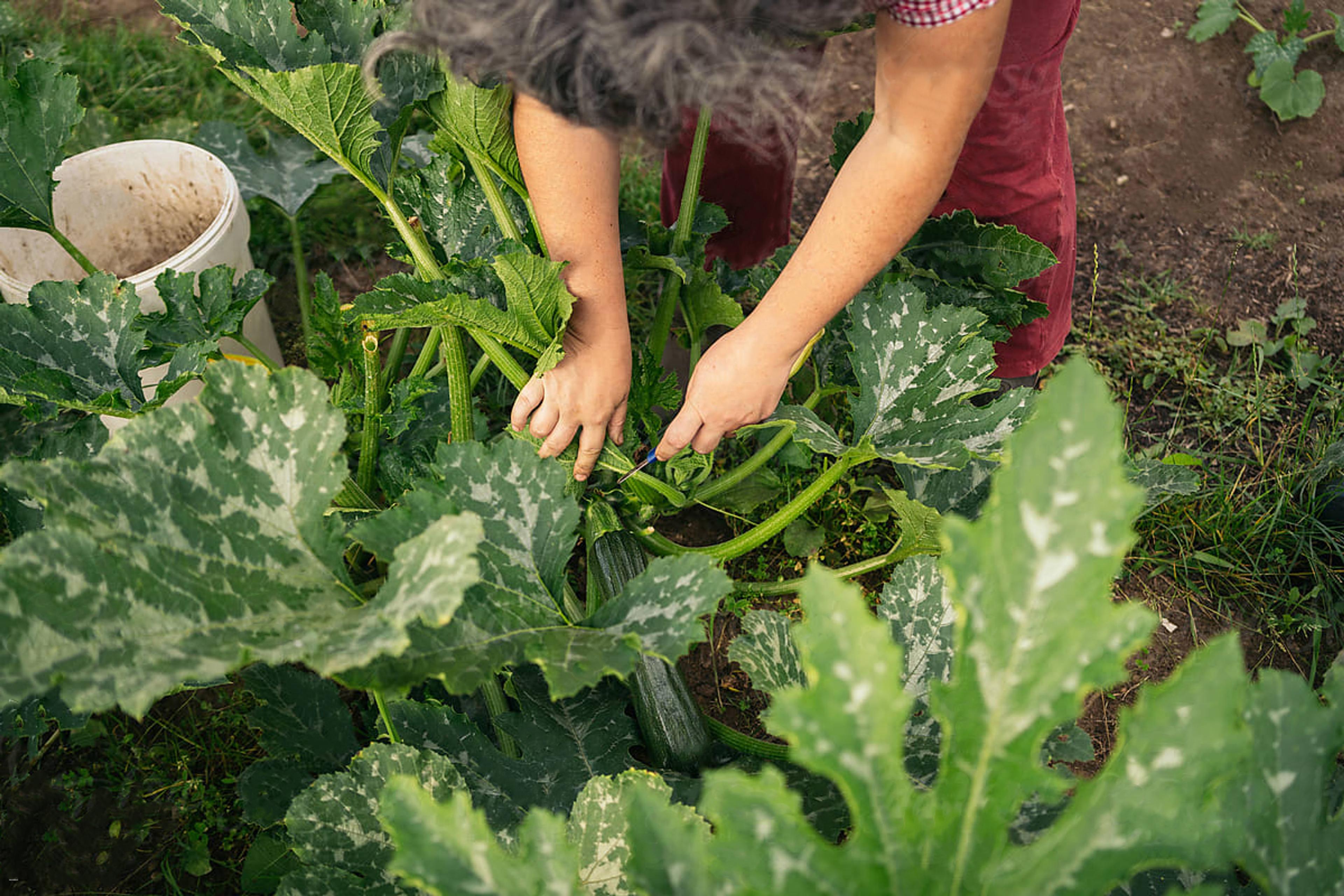Harvest