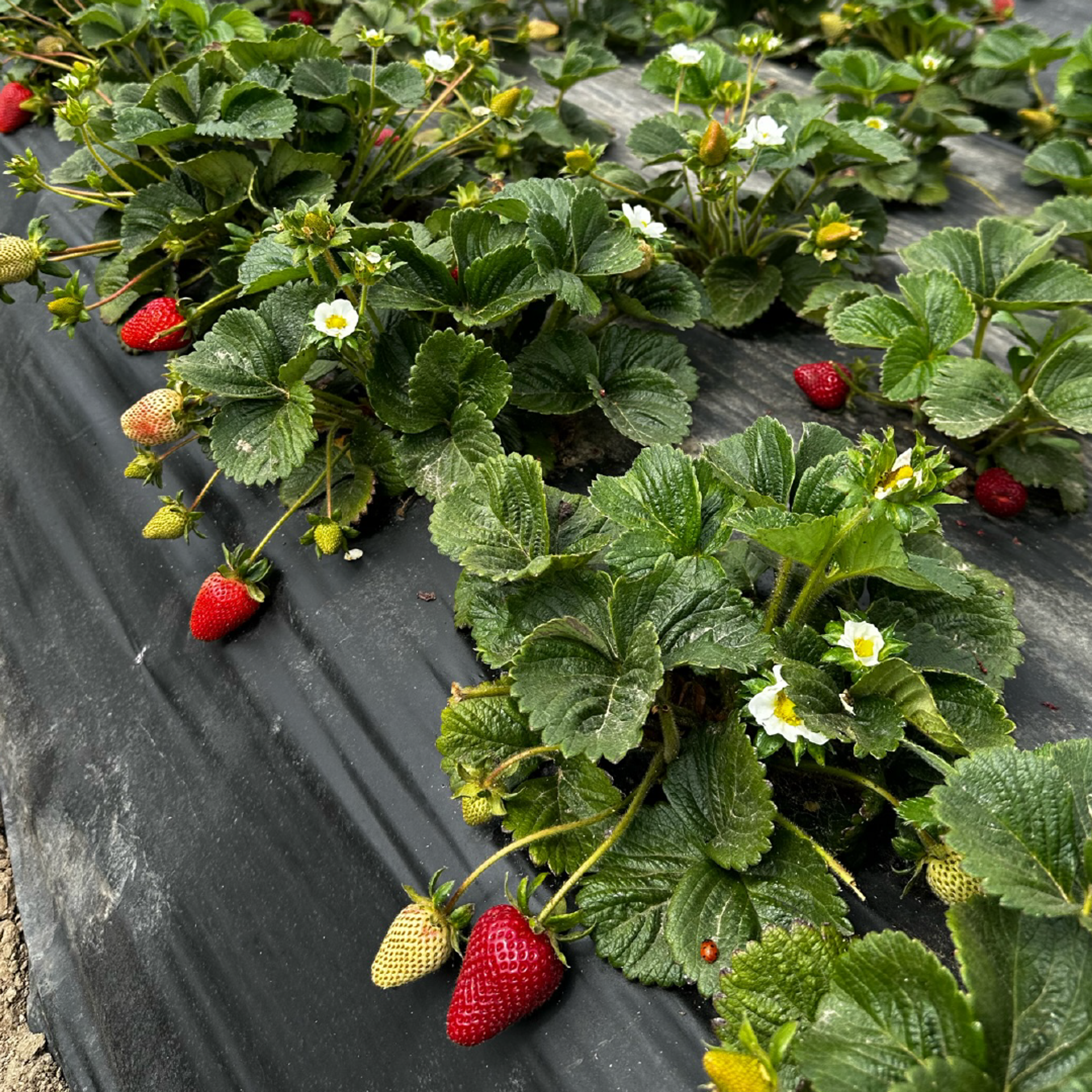 Image from Farm to People