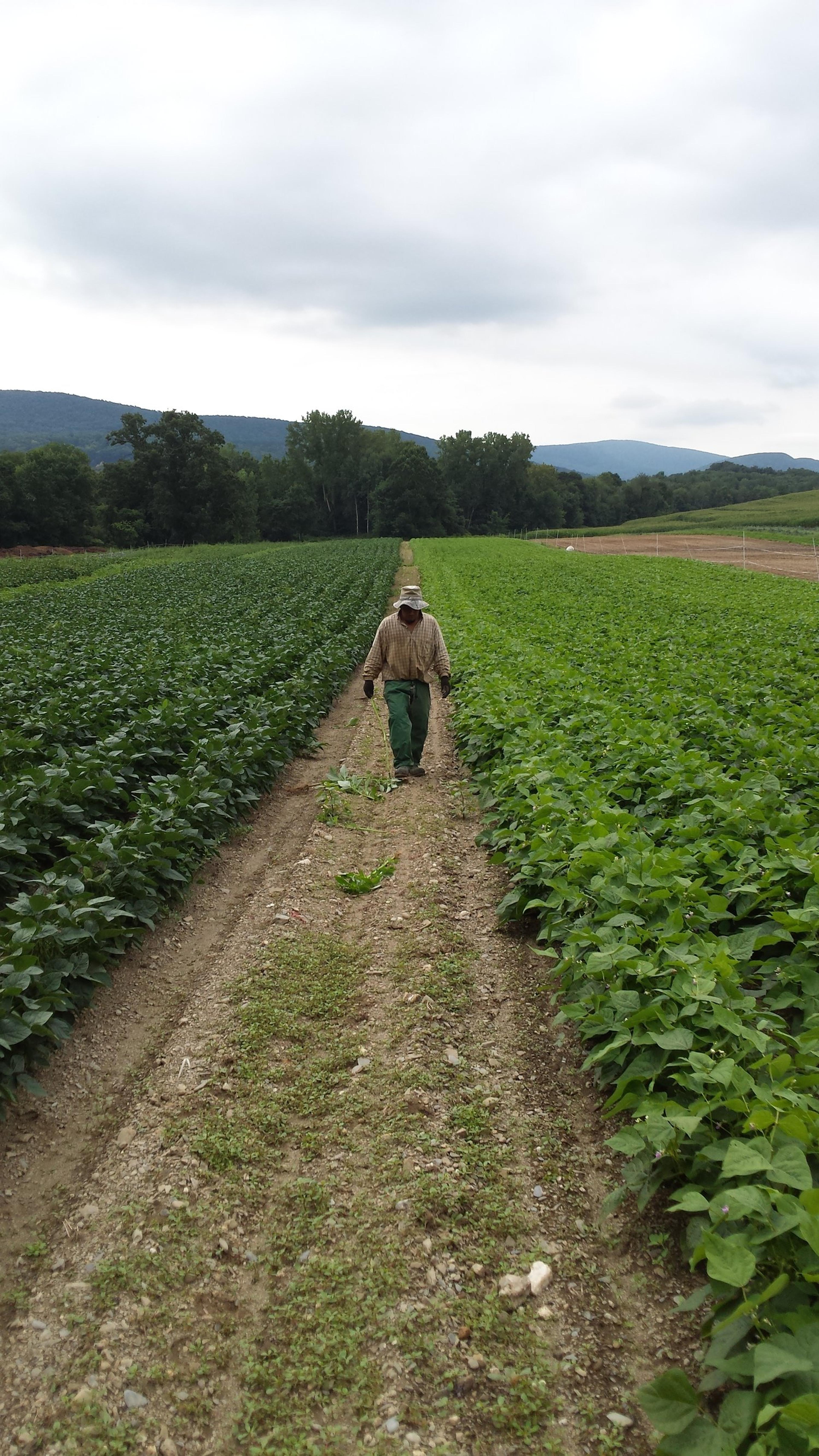 Image from Farm to People