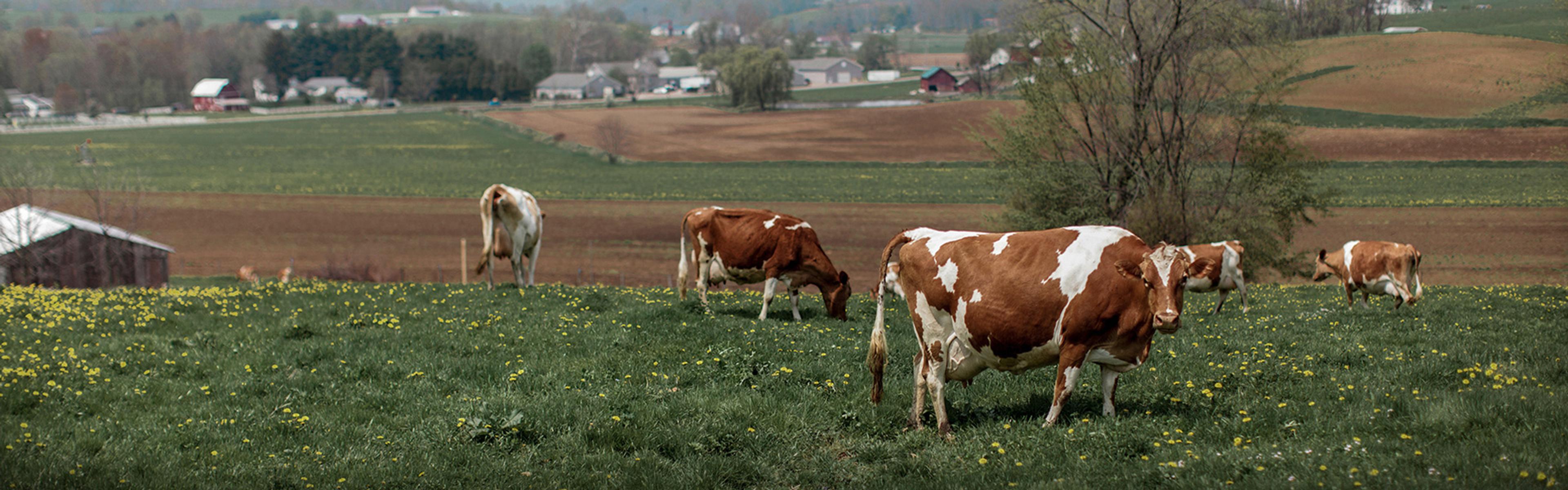 Image from Farm to People