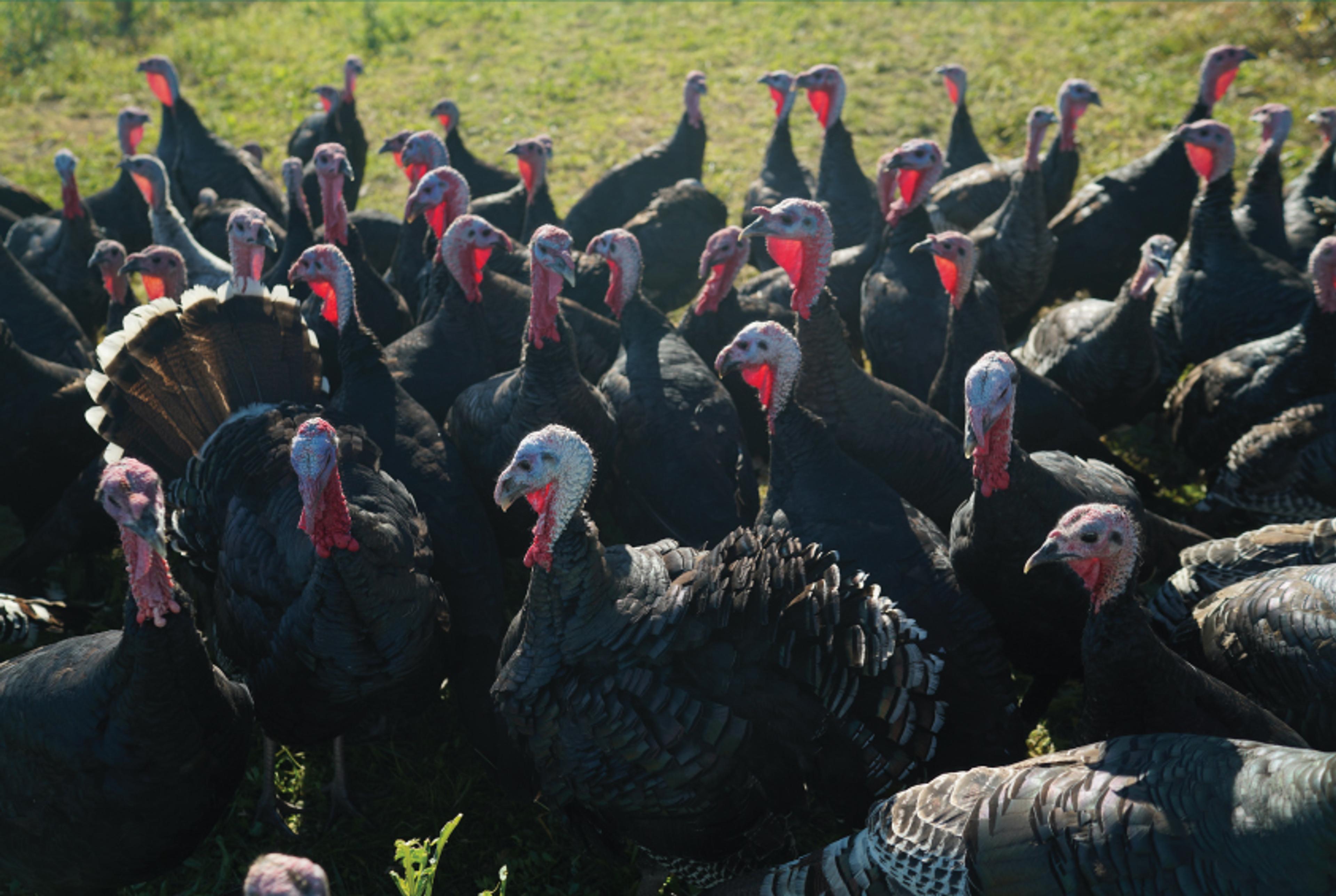 Image from Farm to People