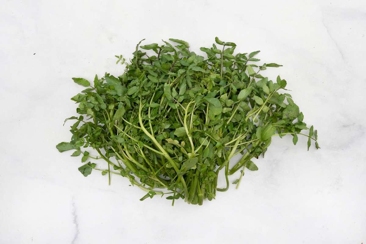 Water Cress – Nichols Garden Nursery