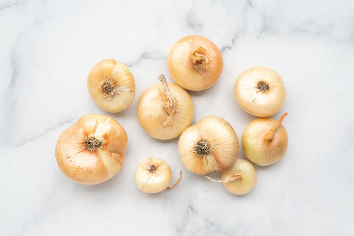 Buy Yellow Cipollini Onions For Delivery Near You Farm To People