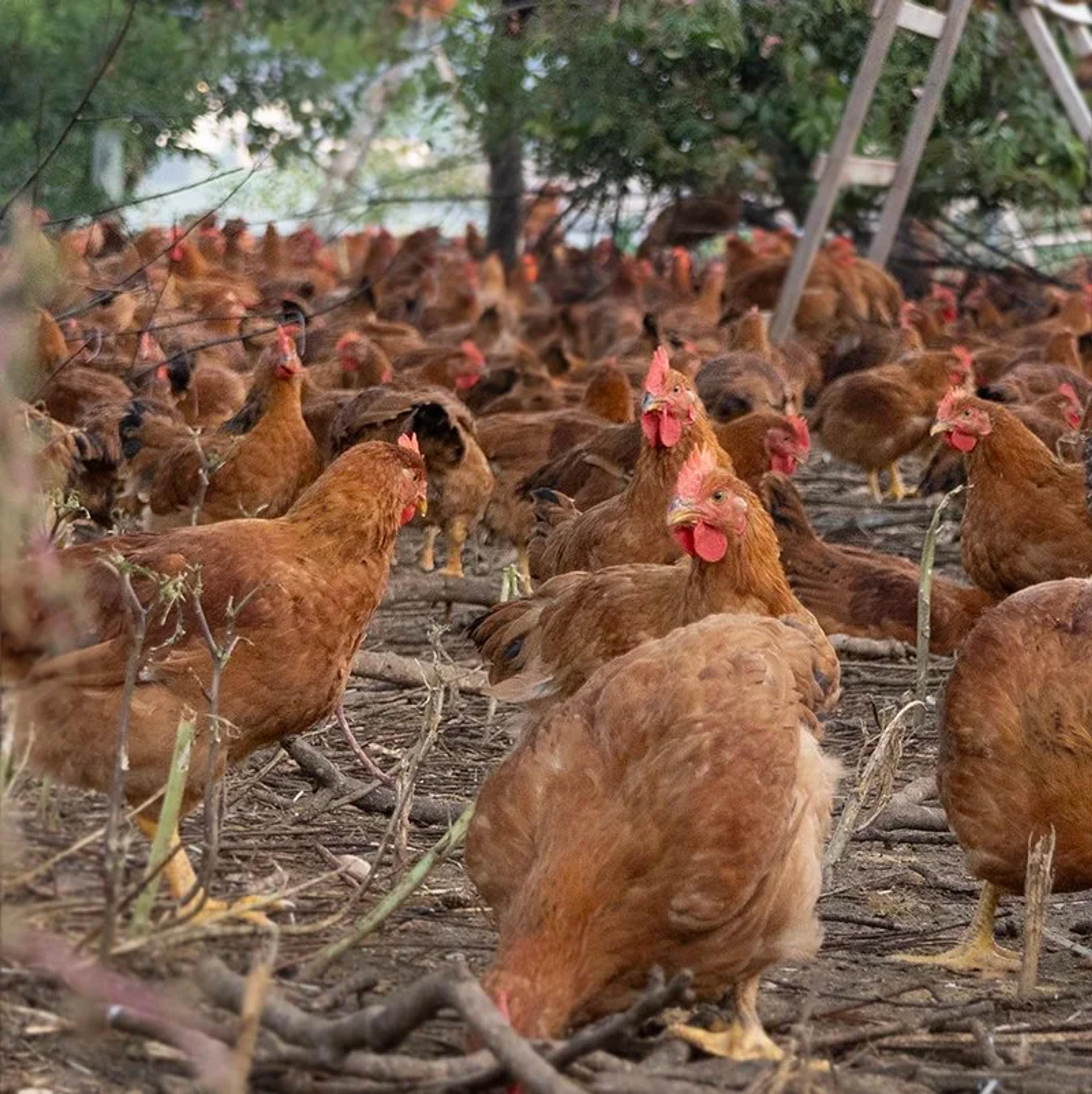 Image from Farm to People