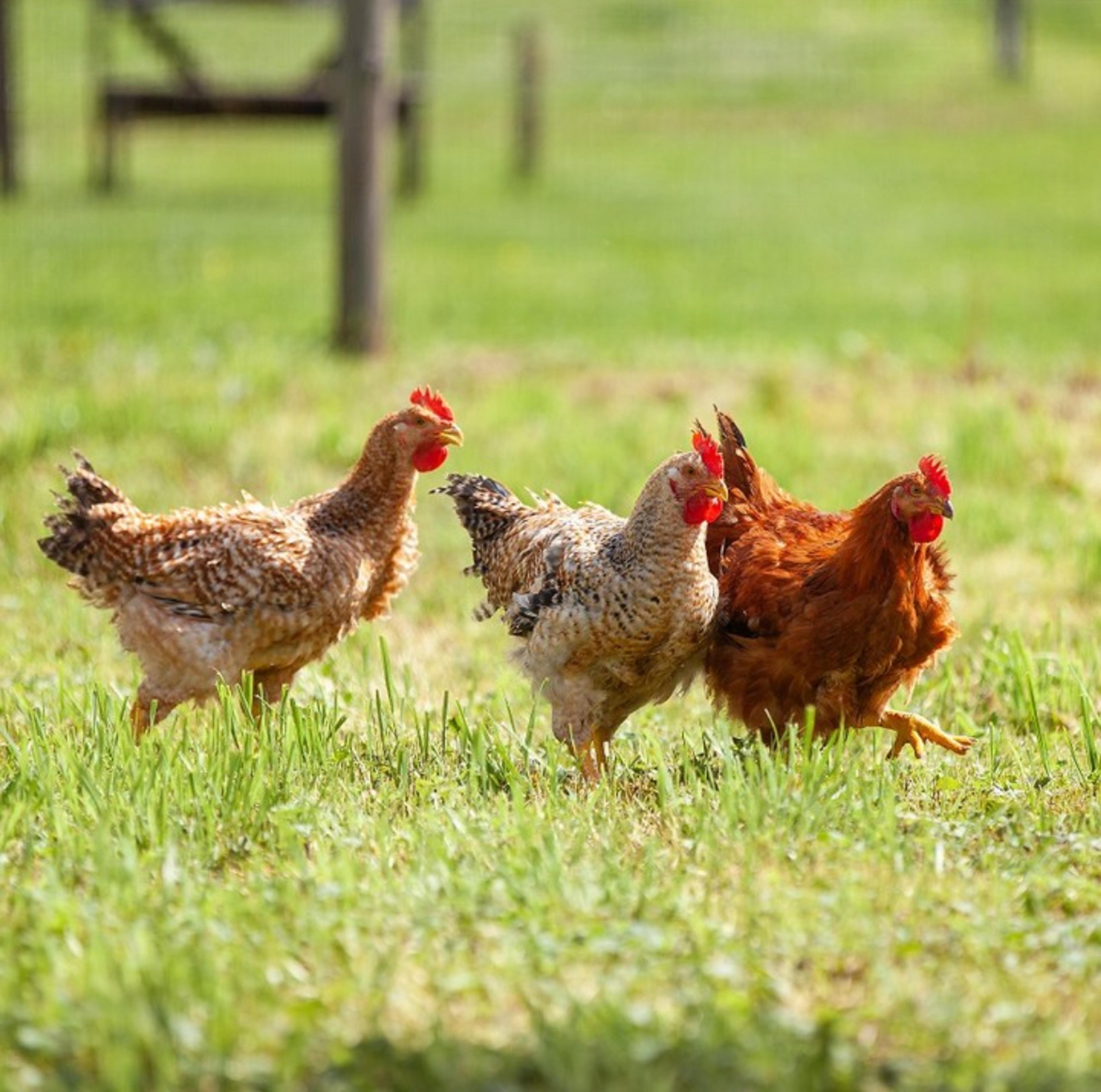 Image from Farm to People