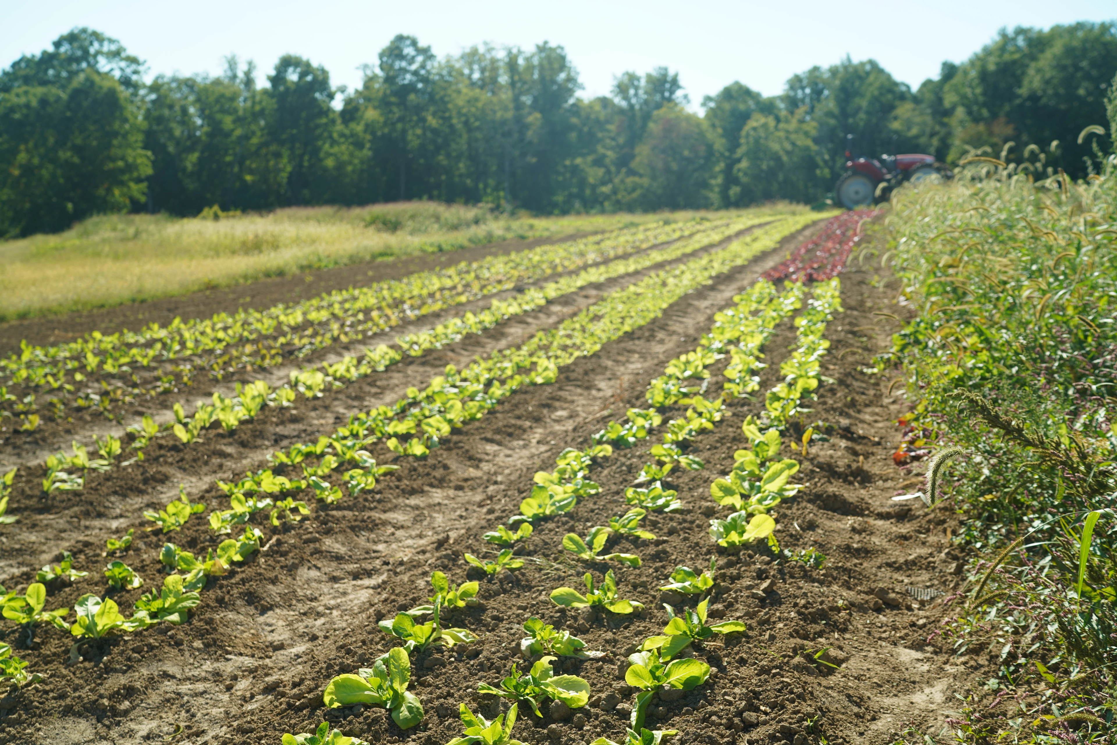 Image from Farm to People