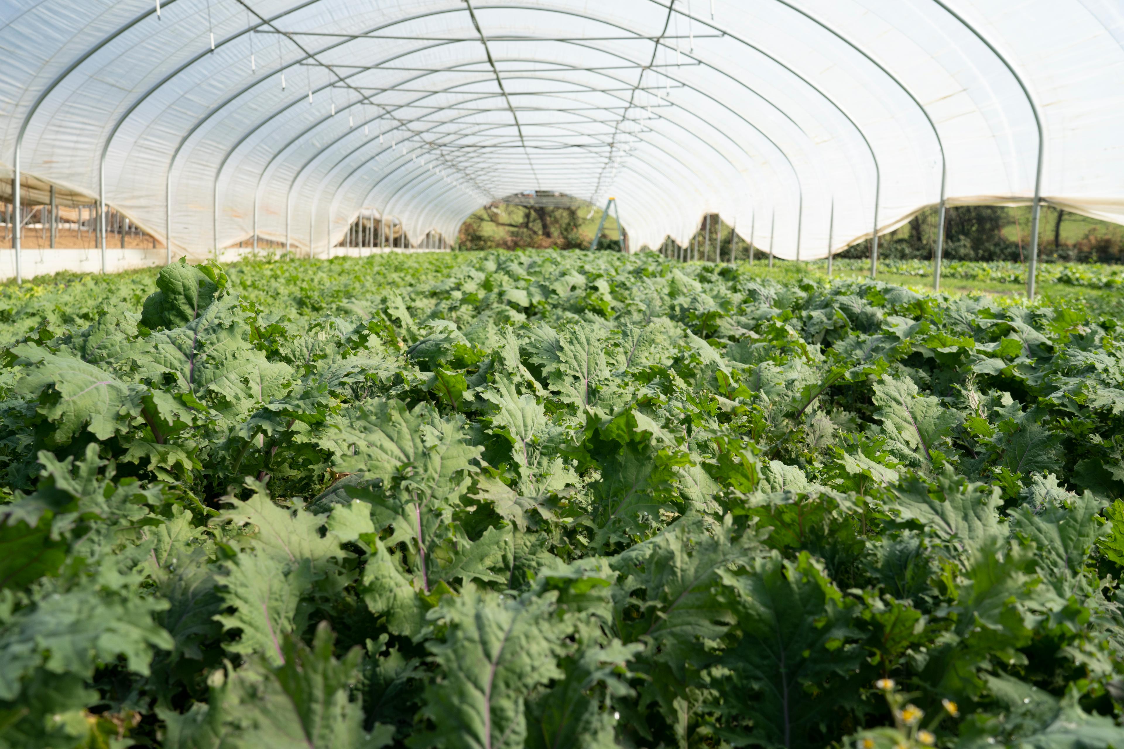 Image from Farm to People