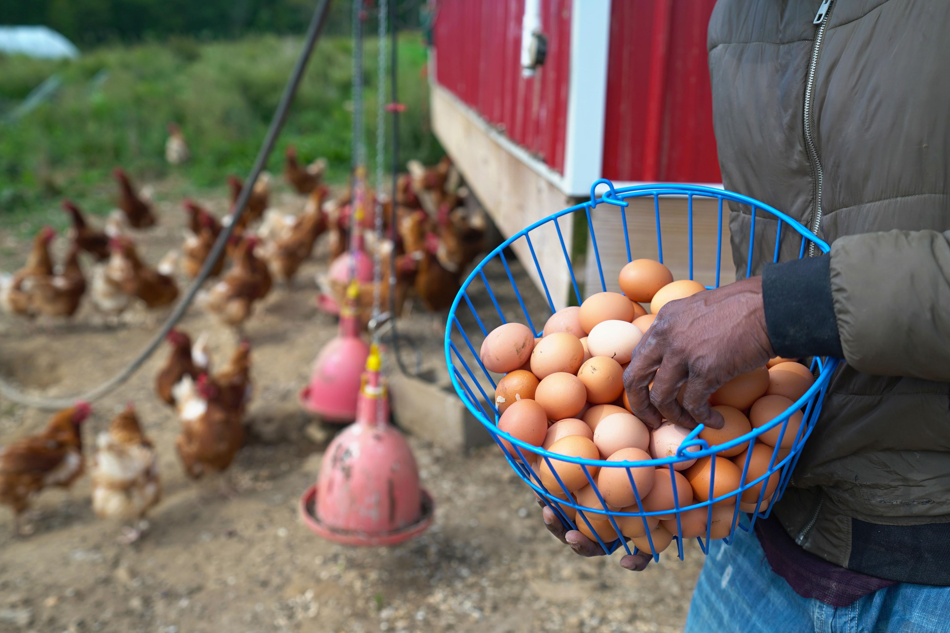 Farmer collecting eggs.