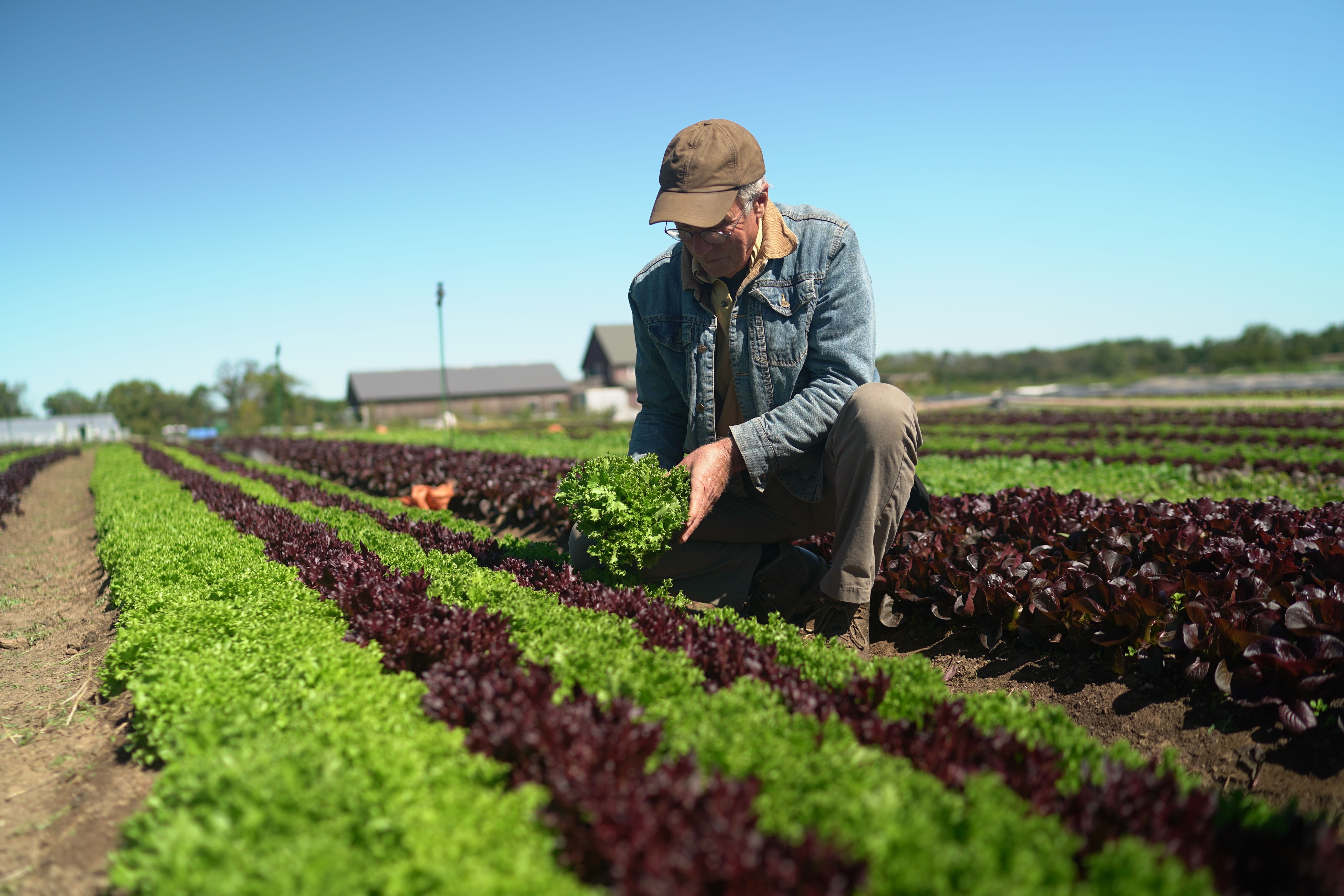 Farmer Harvesting Lettuce