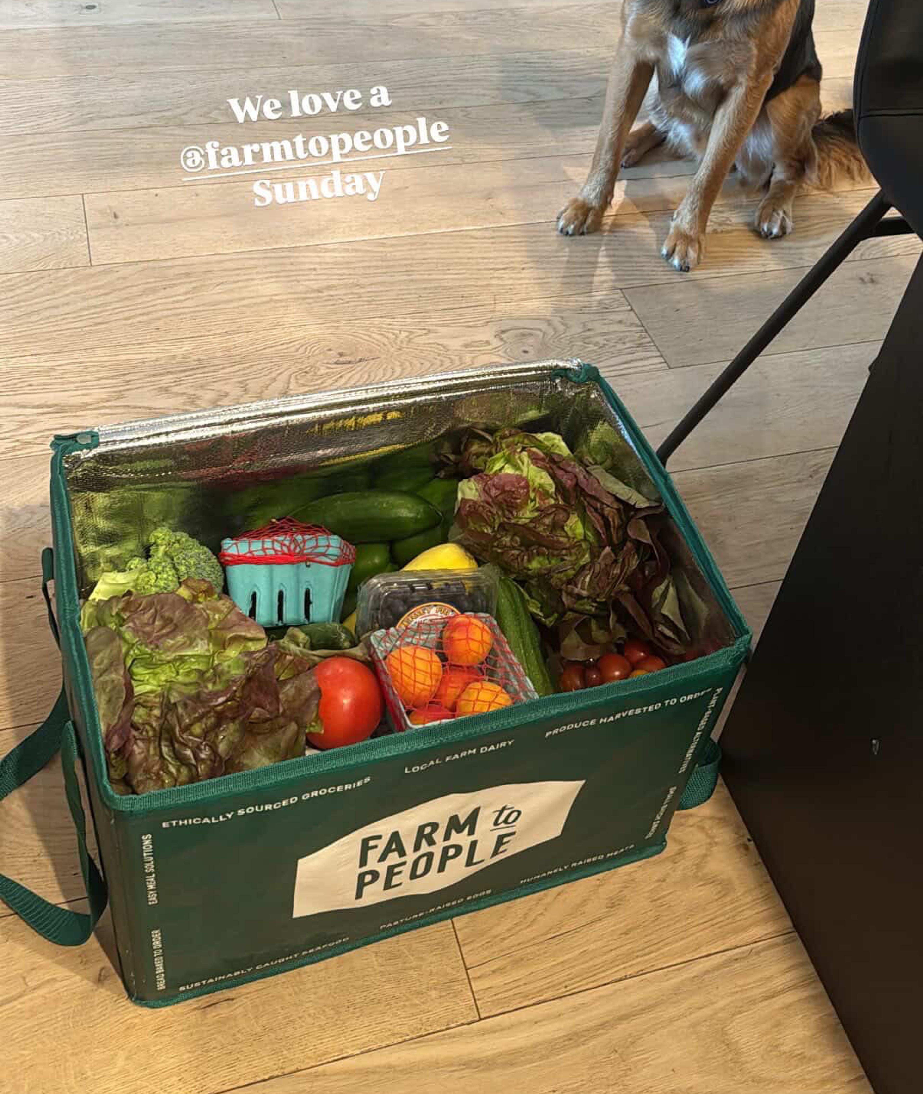 Farm Box with dog