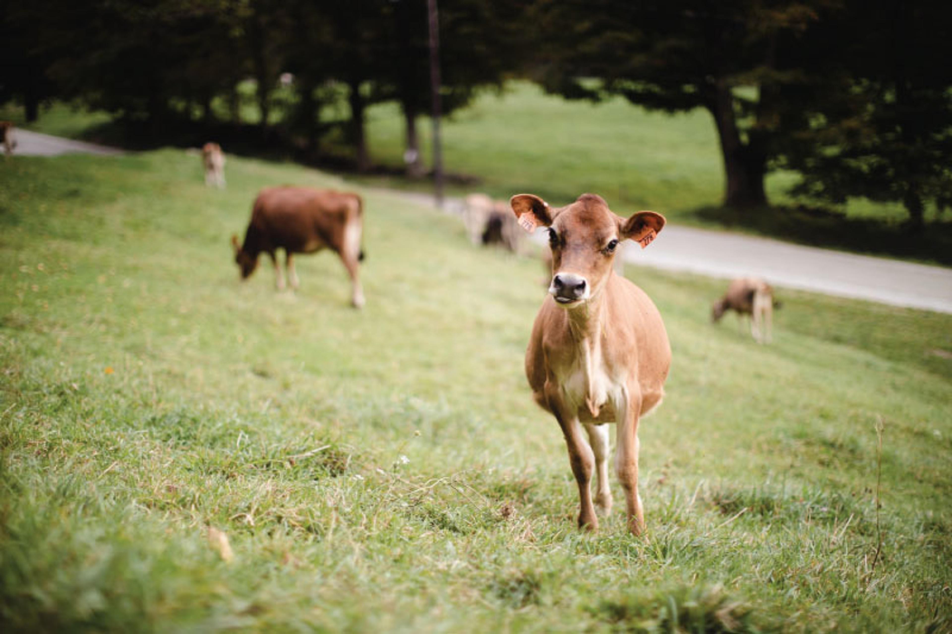 Image from Farm to People