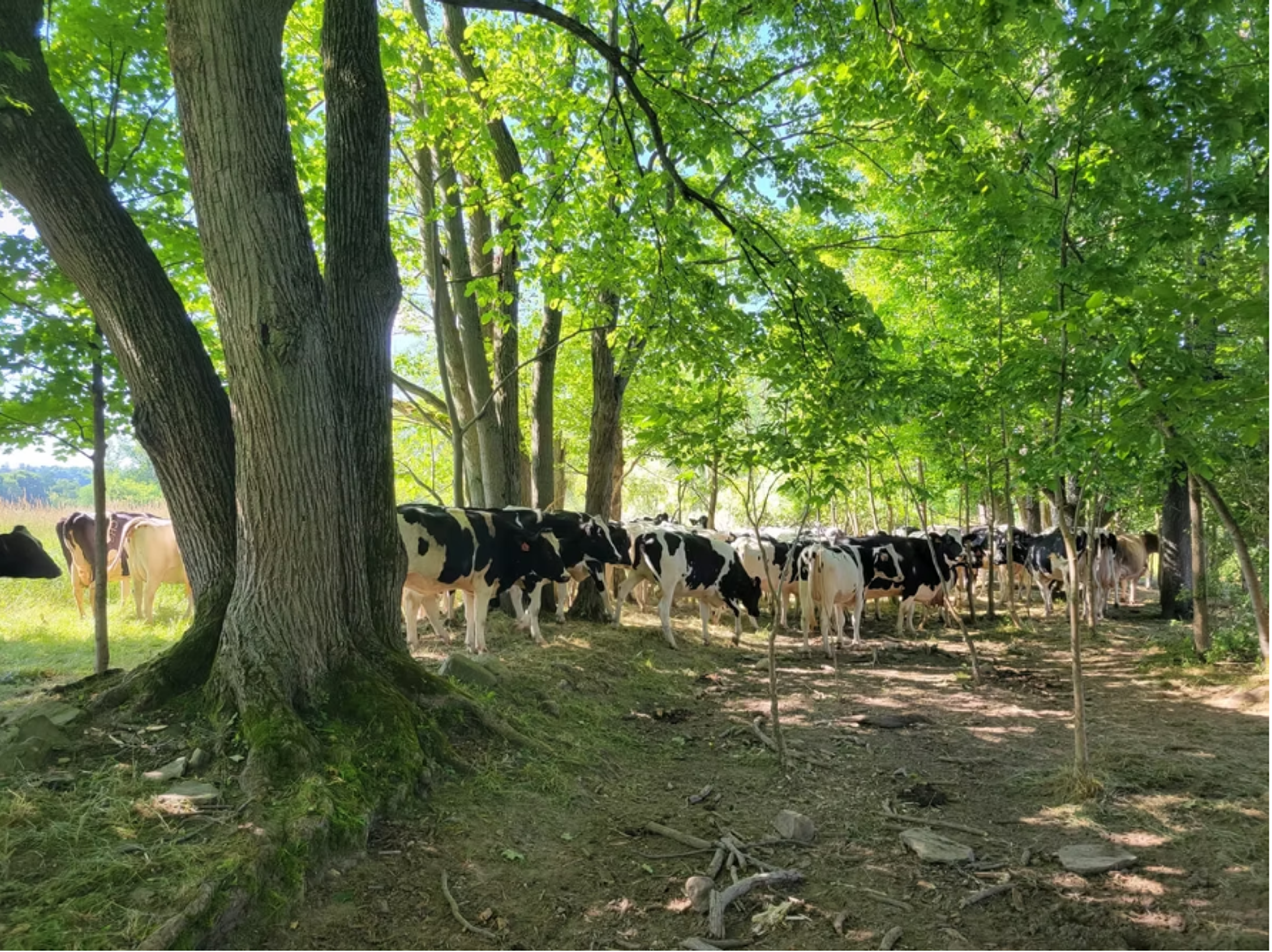 Image from Farm to People