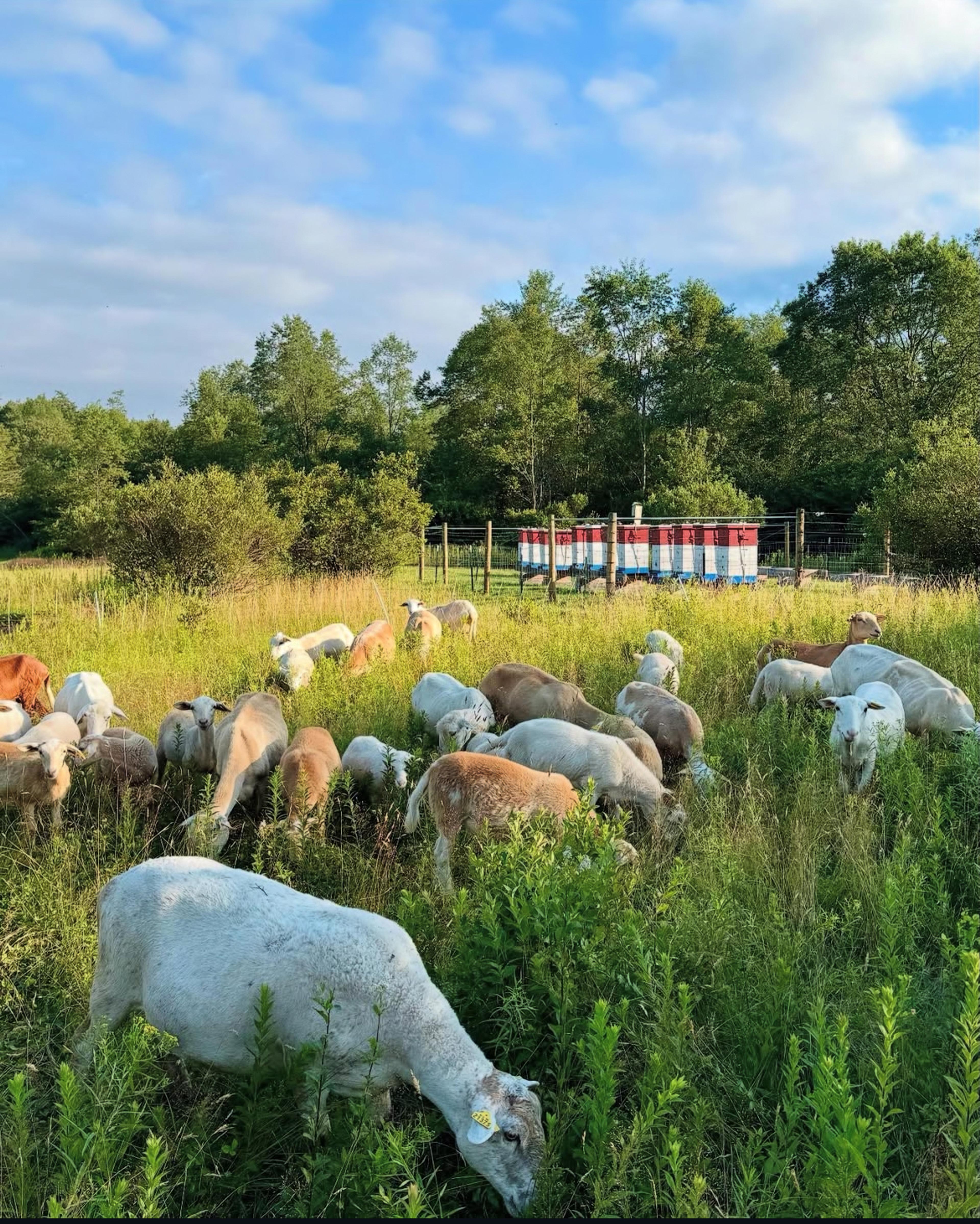 Image from Farm to People