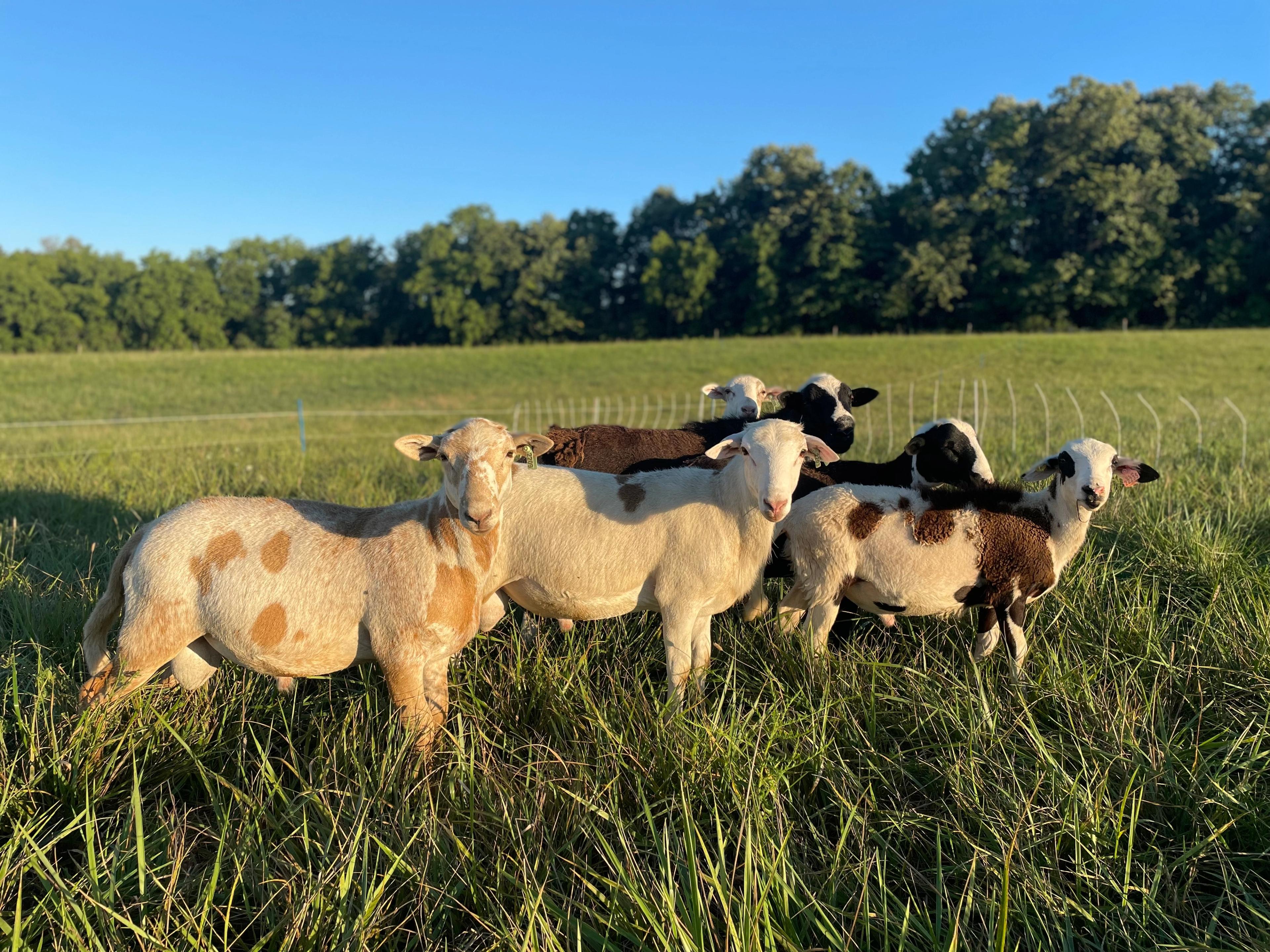 Image from Farm to People