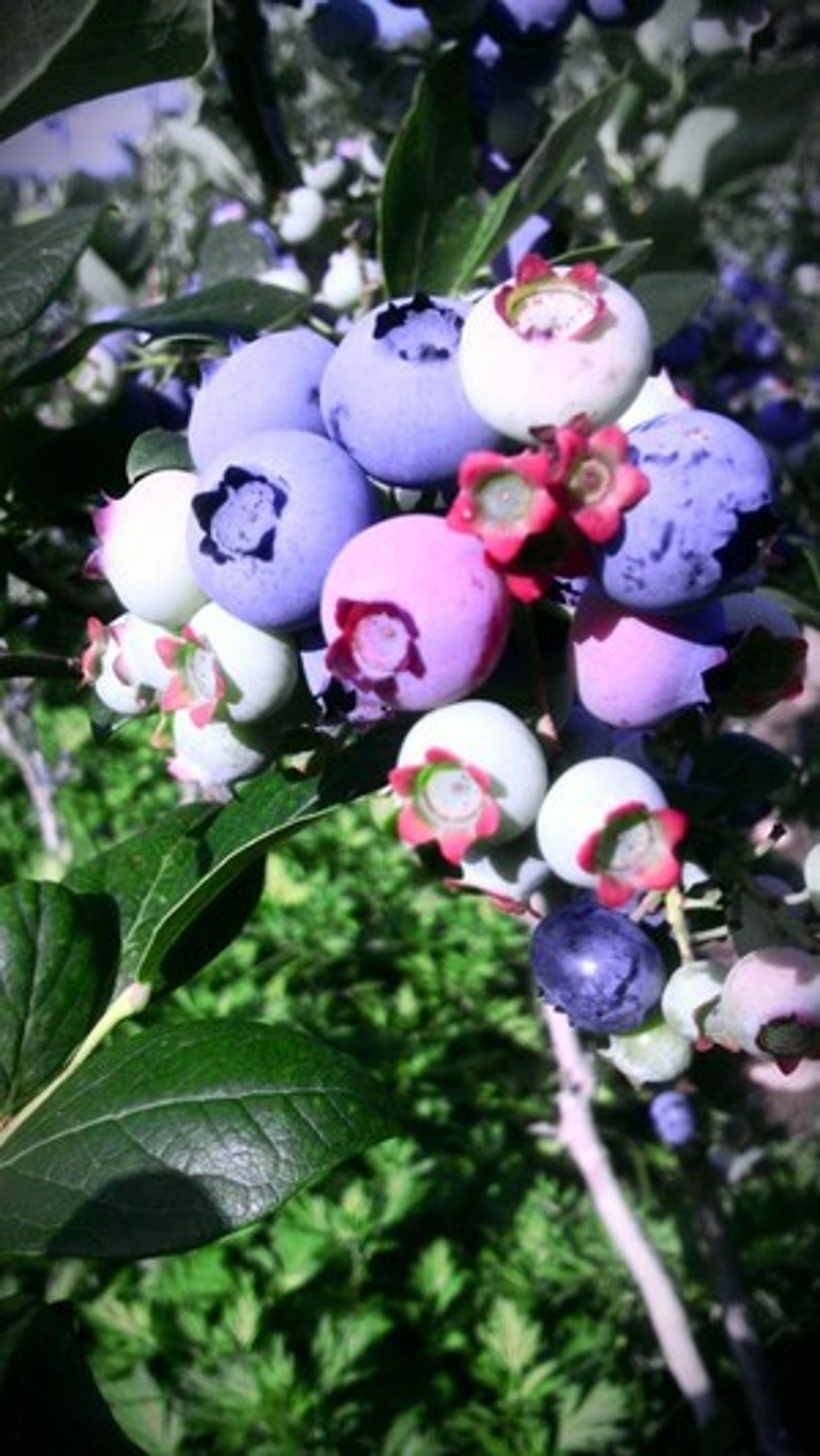 Image from Farm to People