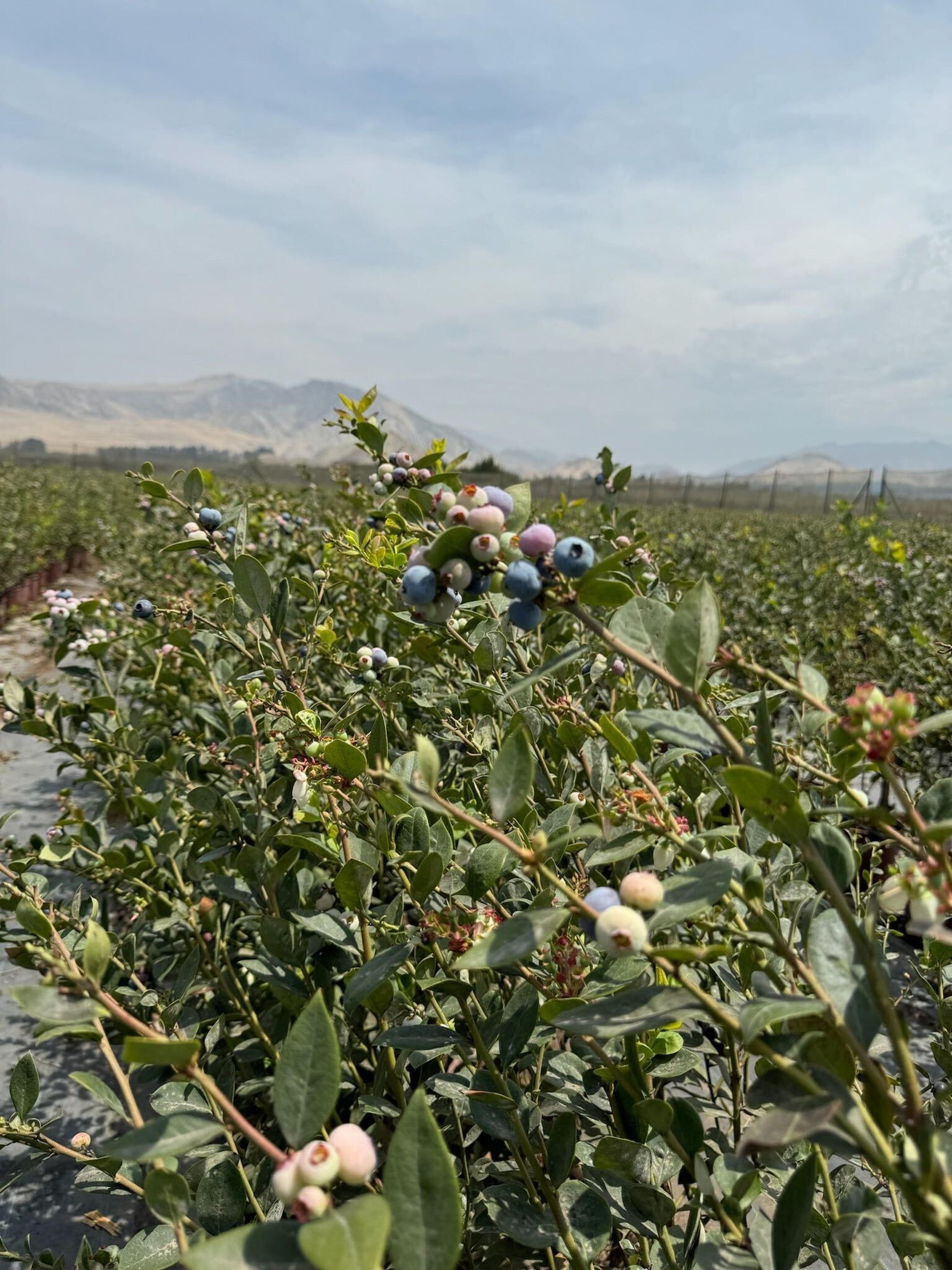 Image from Farm to People