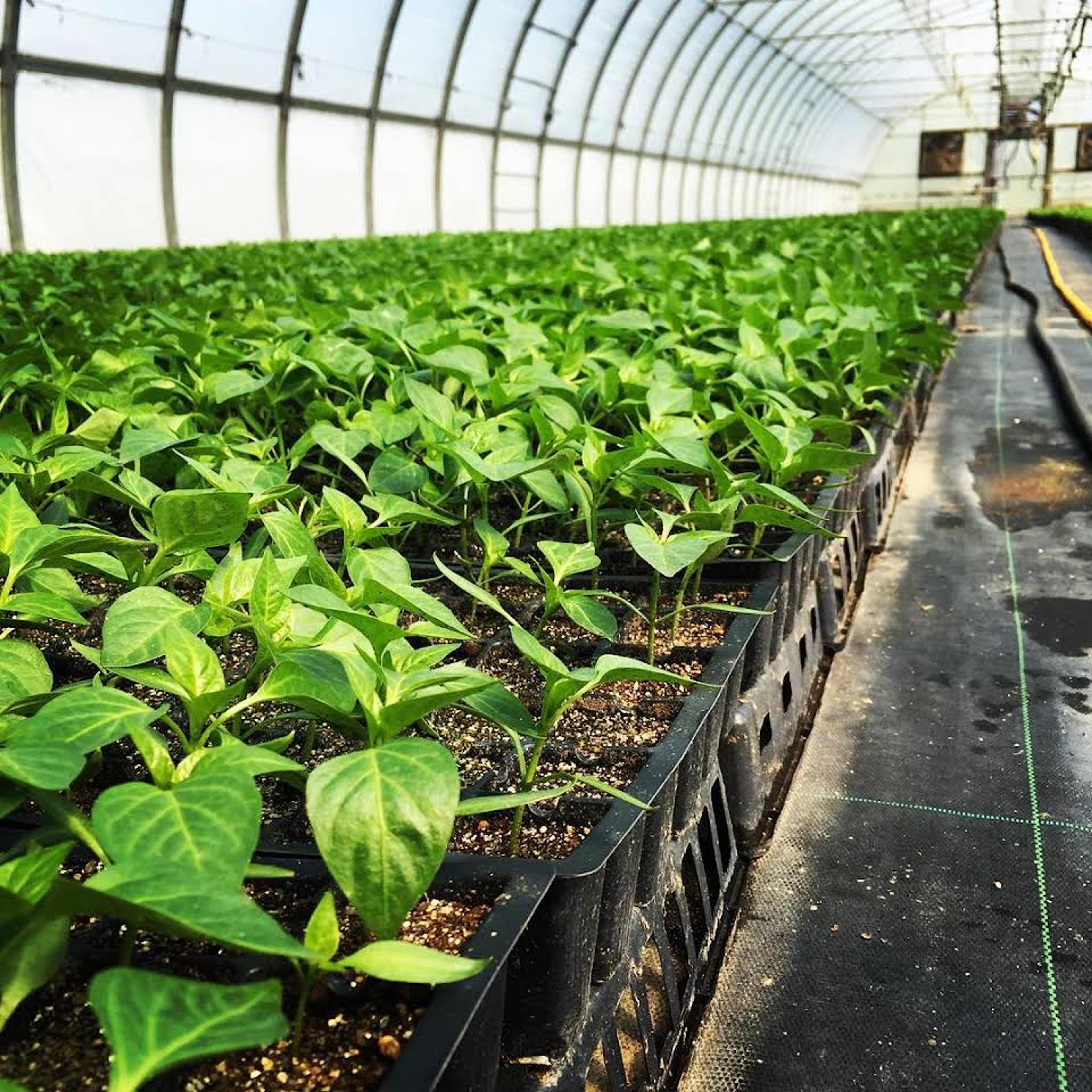 Image from Farm to People