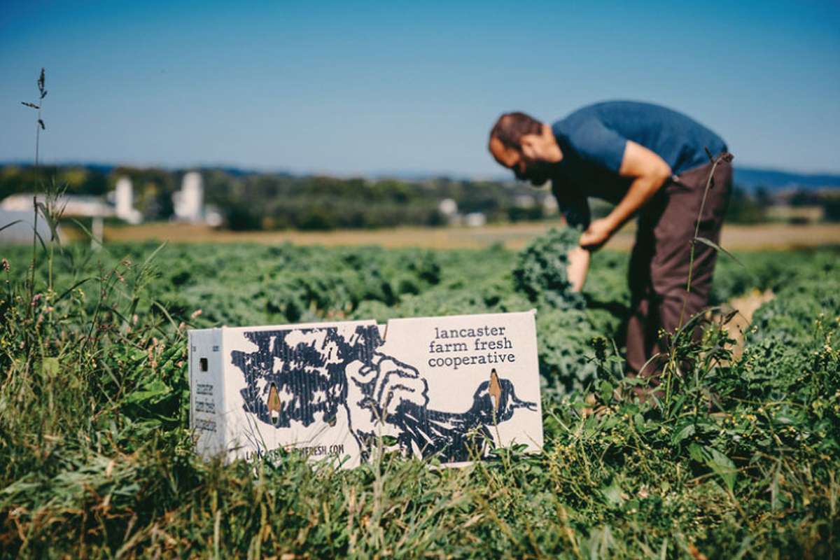 Lancaster Cooperative Organic White Potatoes