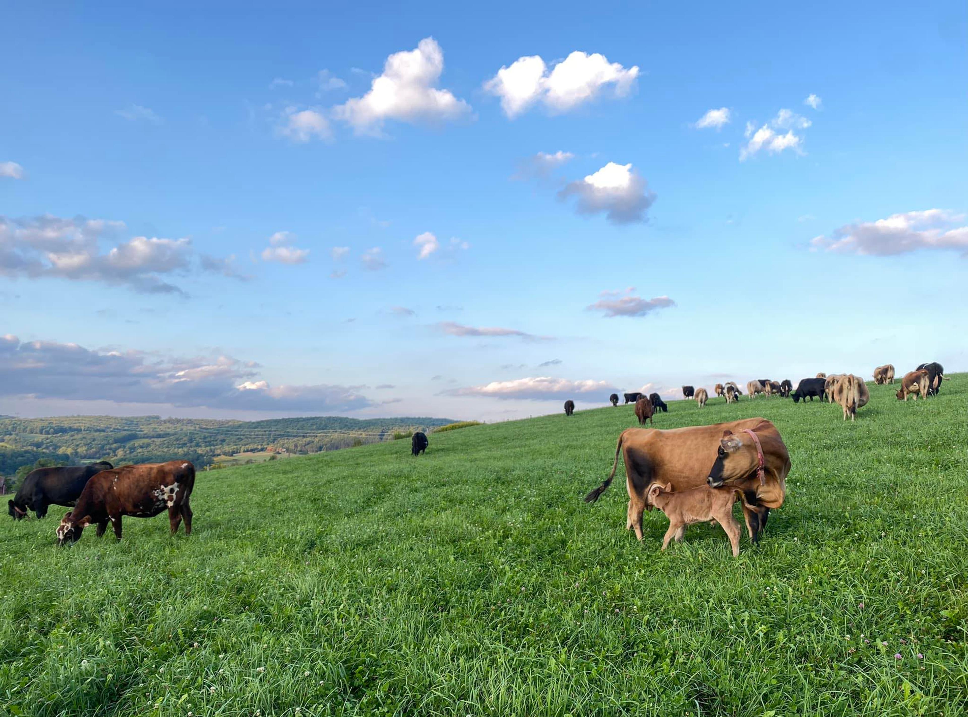 Image from Farm to People