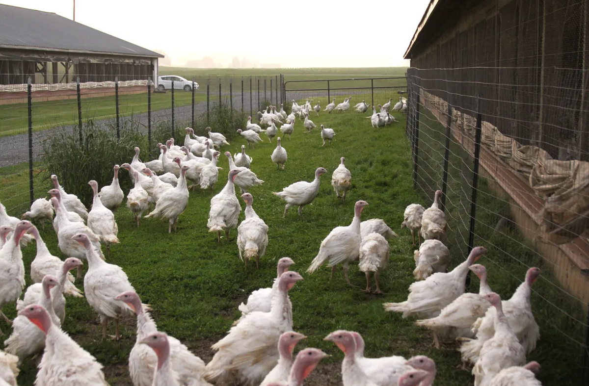 Whole Turkey – Goffle Road Poultry Farm