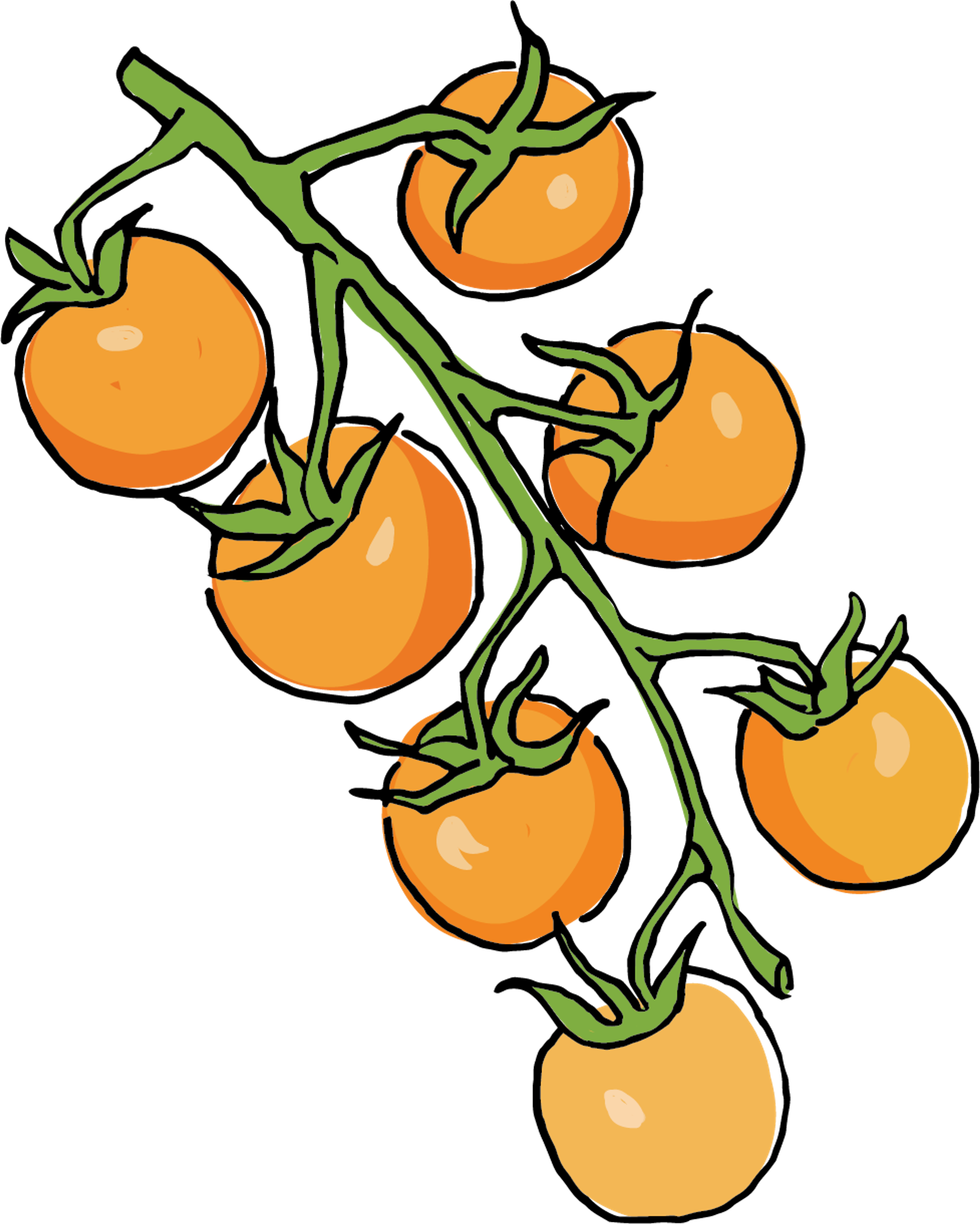 Sun Gold Cherry Tomatoes