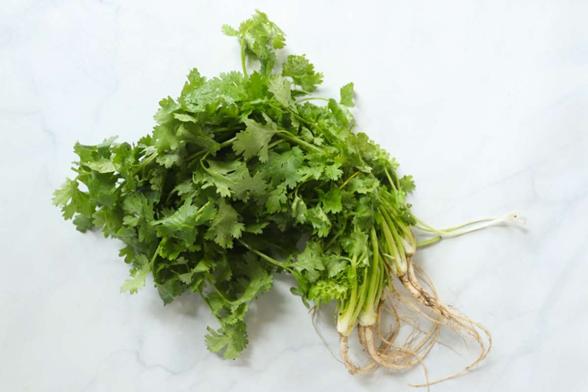 Buy Cilantro For Delivery Near You Farm To People