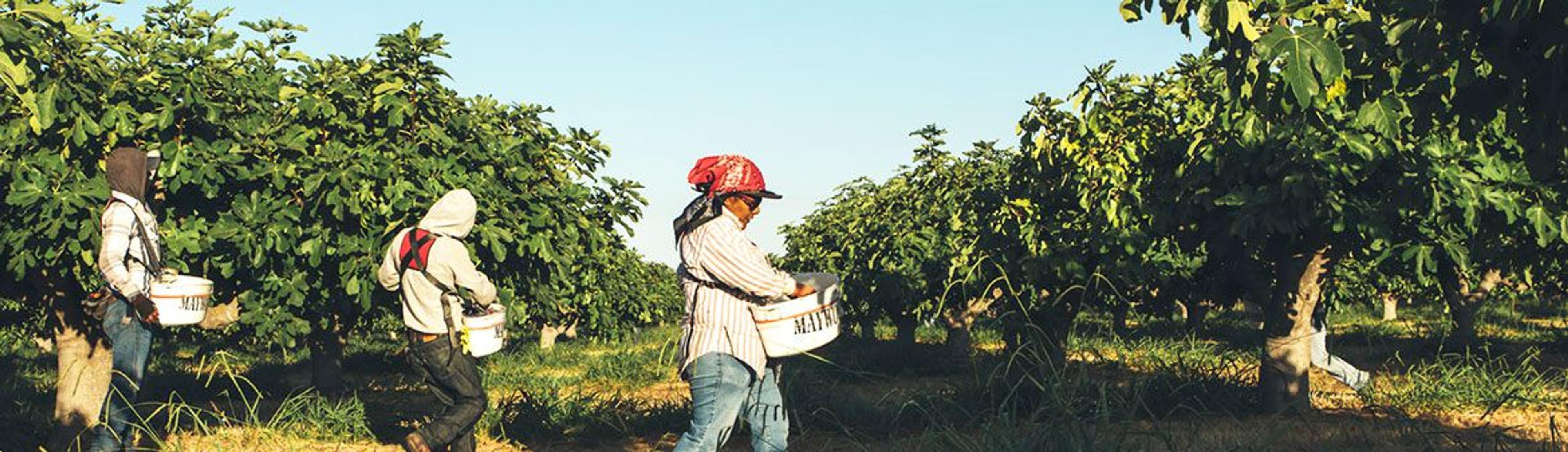 Image from Farm to People