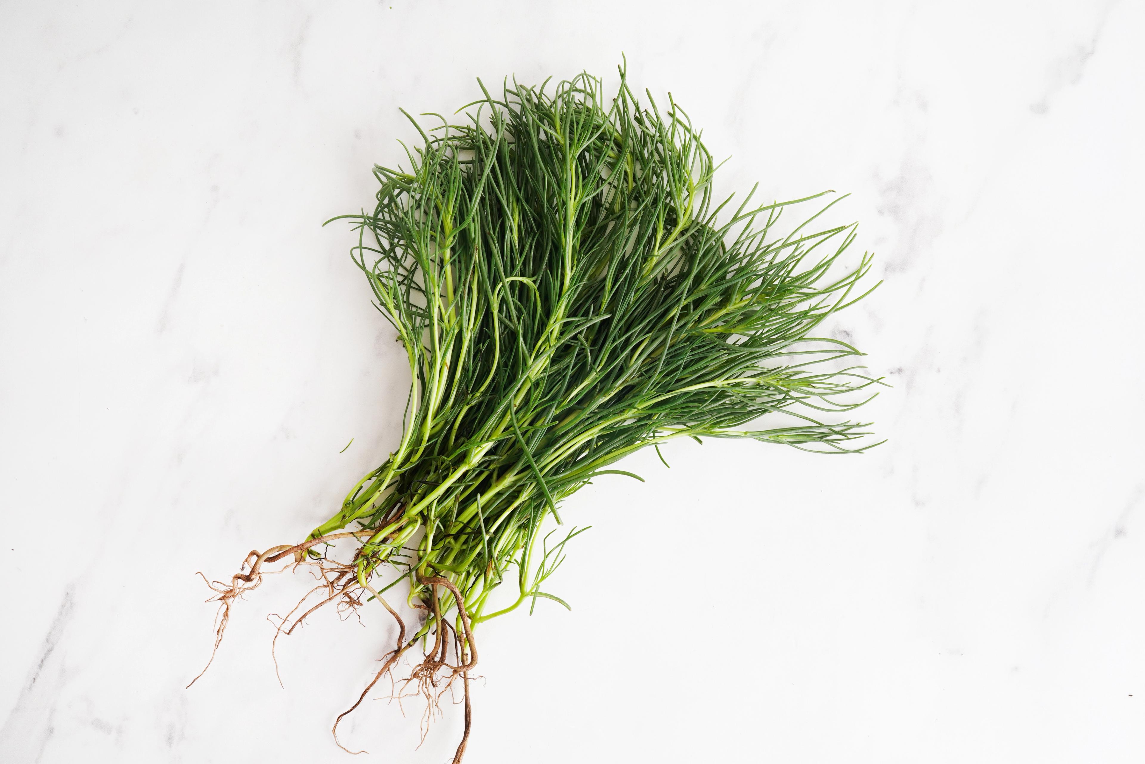 agretti bunch