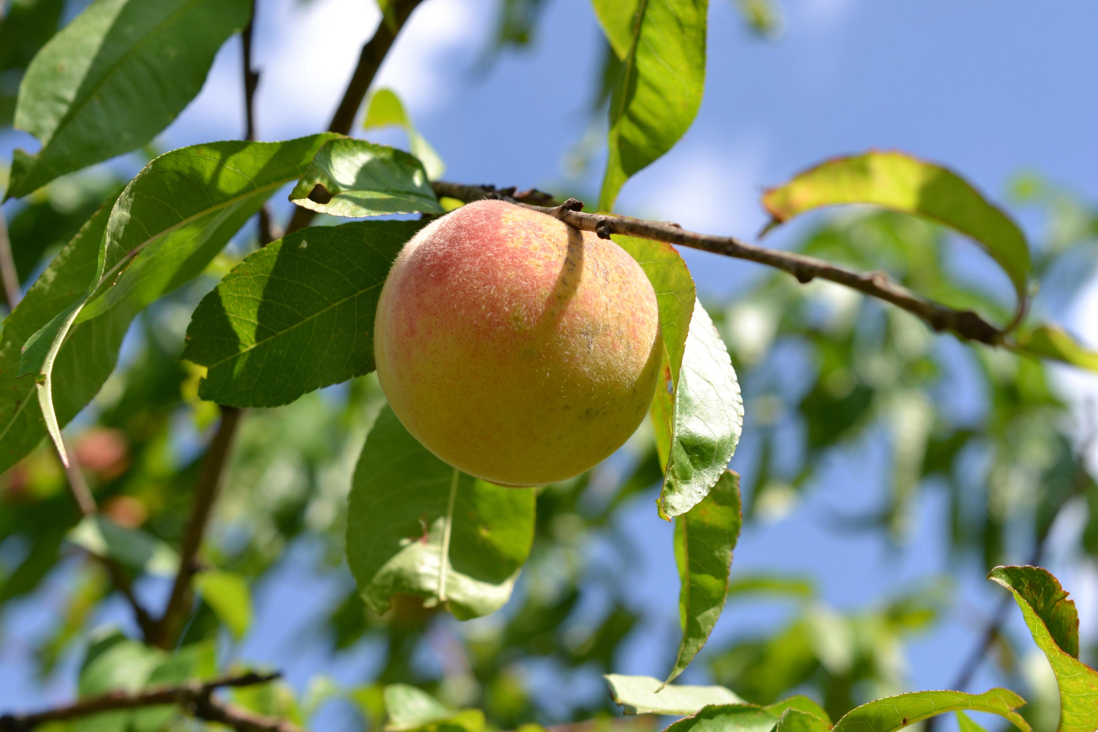Image from Farm to People