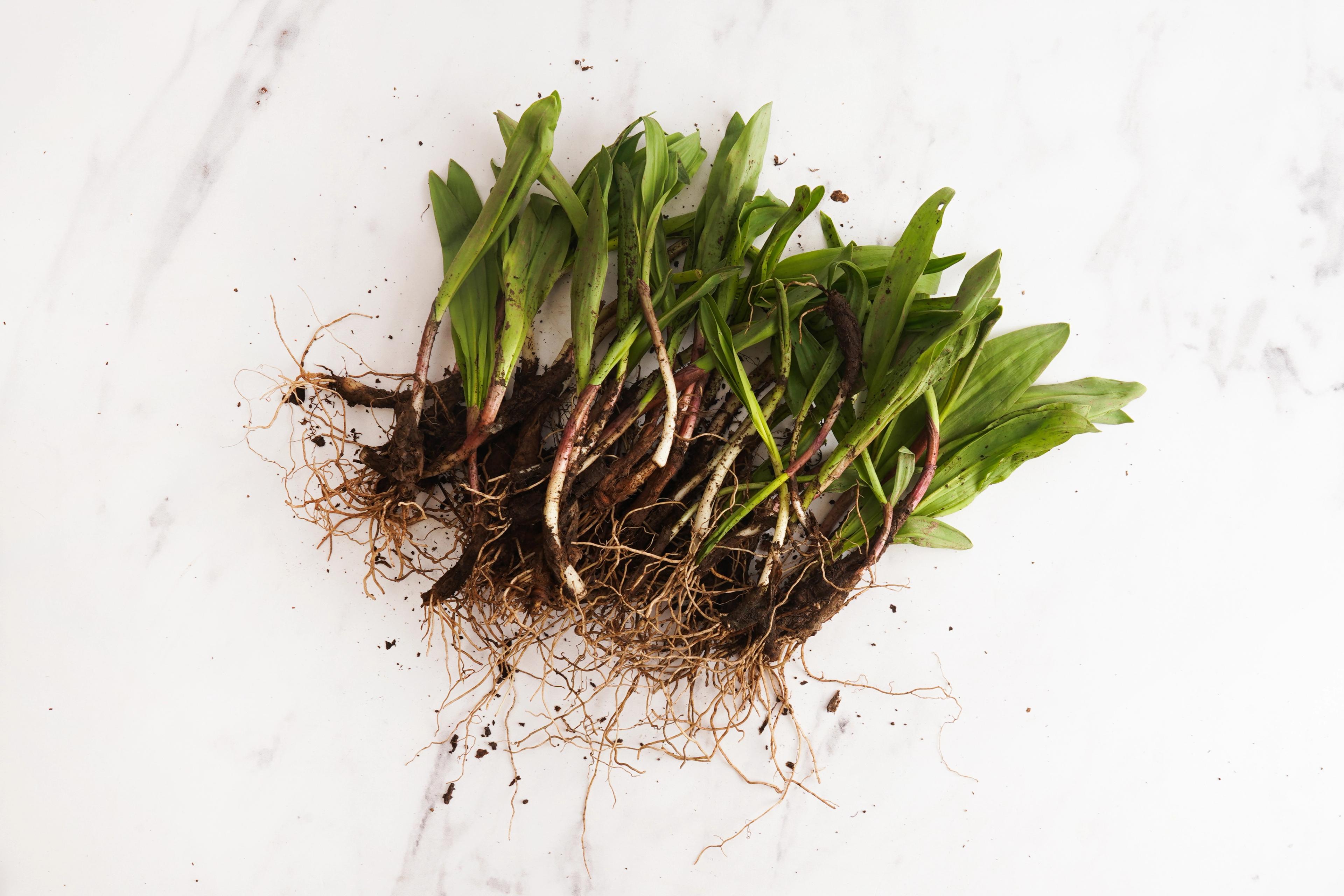 Image from Farm to People