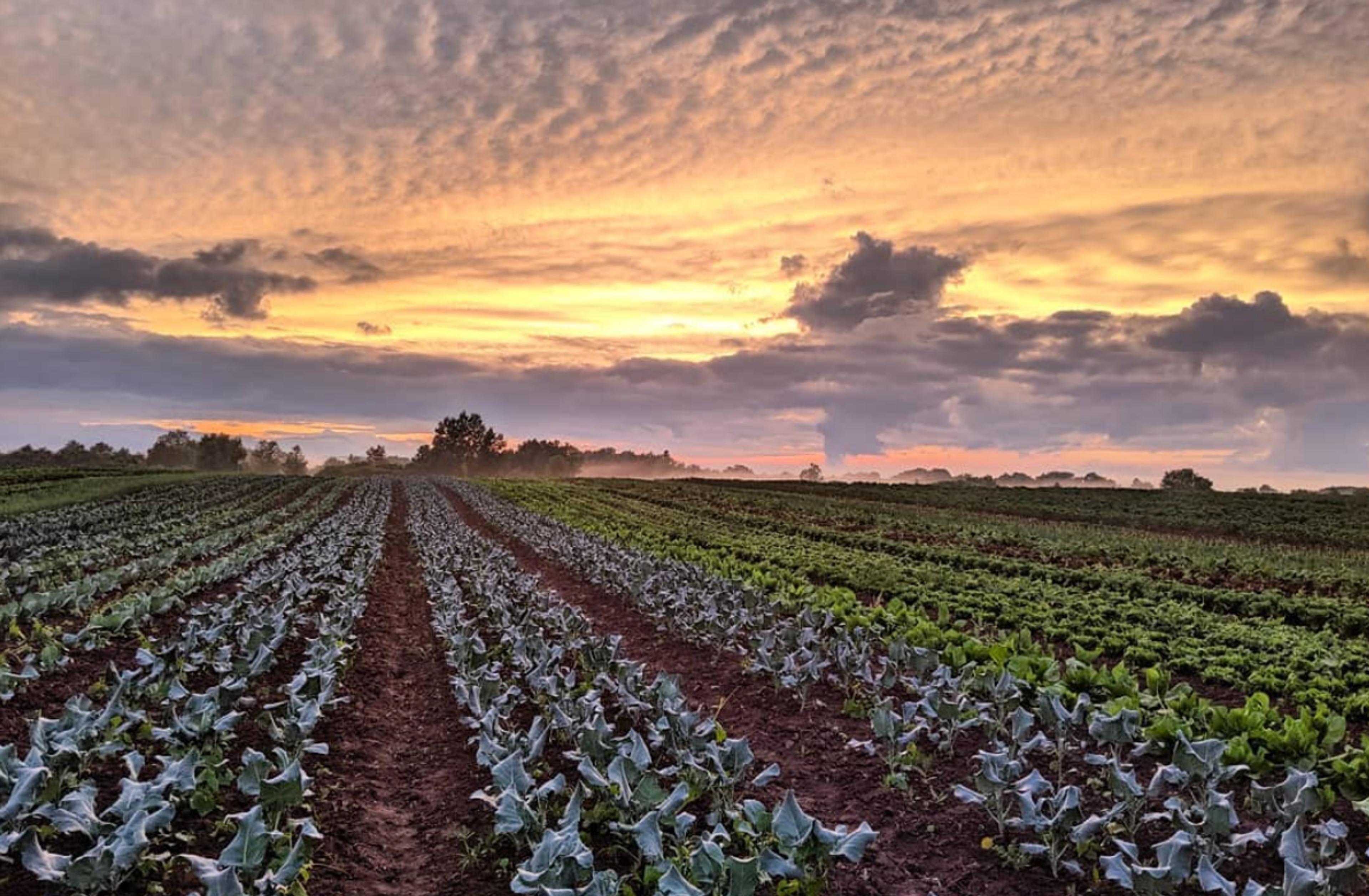 Image from Farm to People