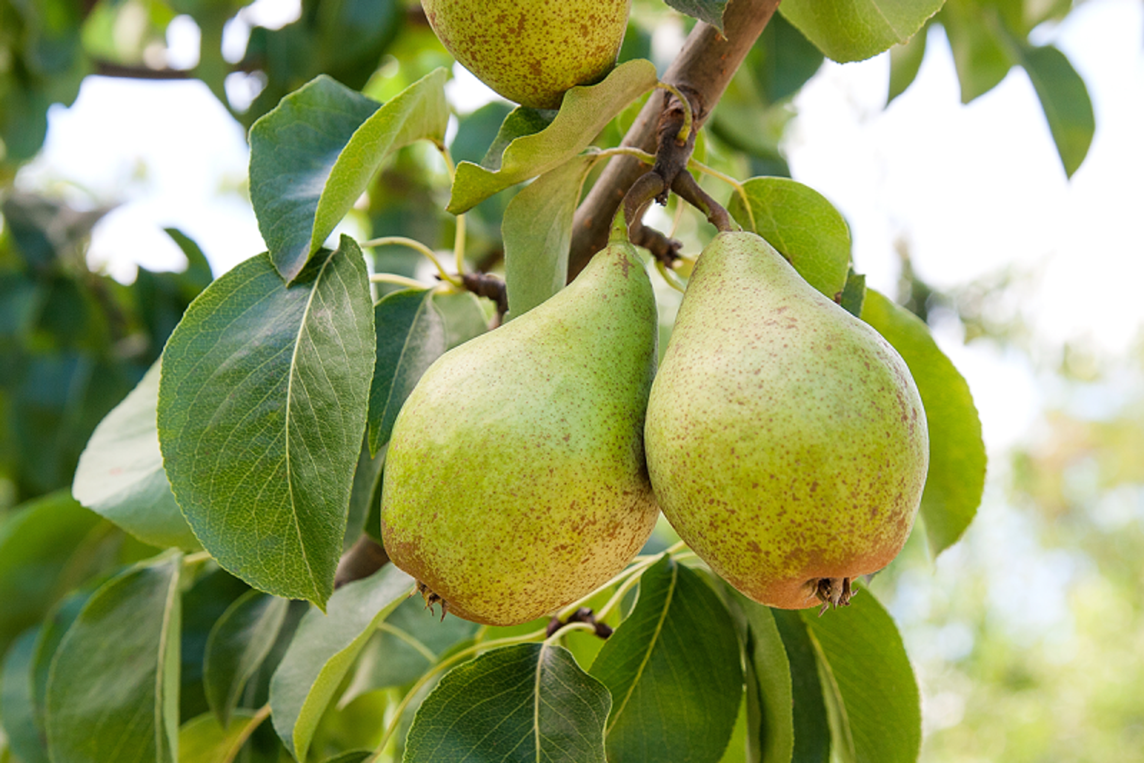 Image from Farm to People