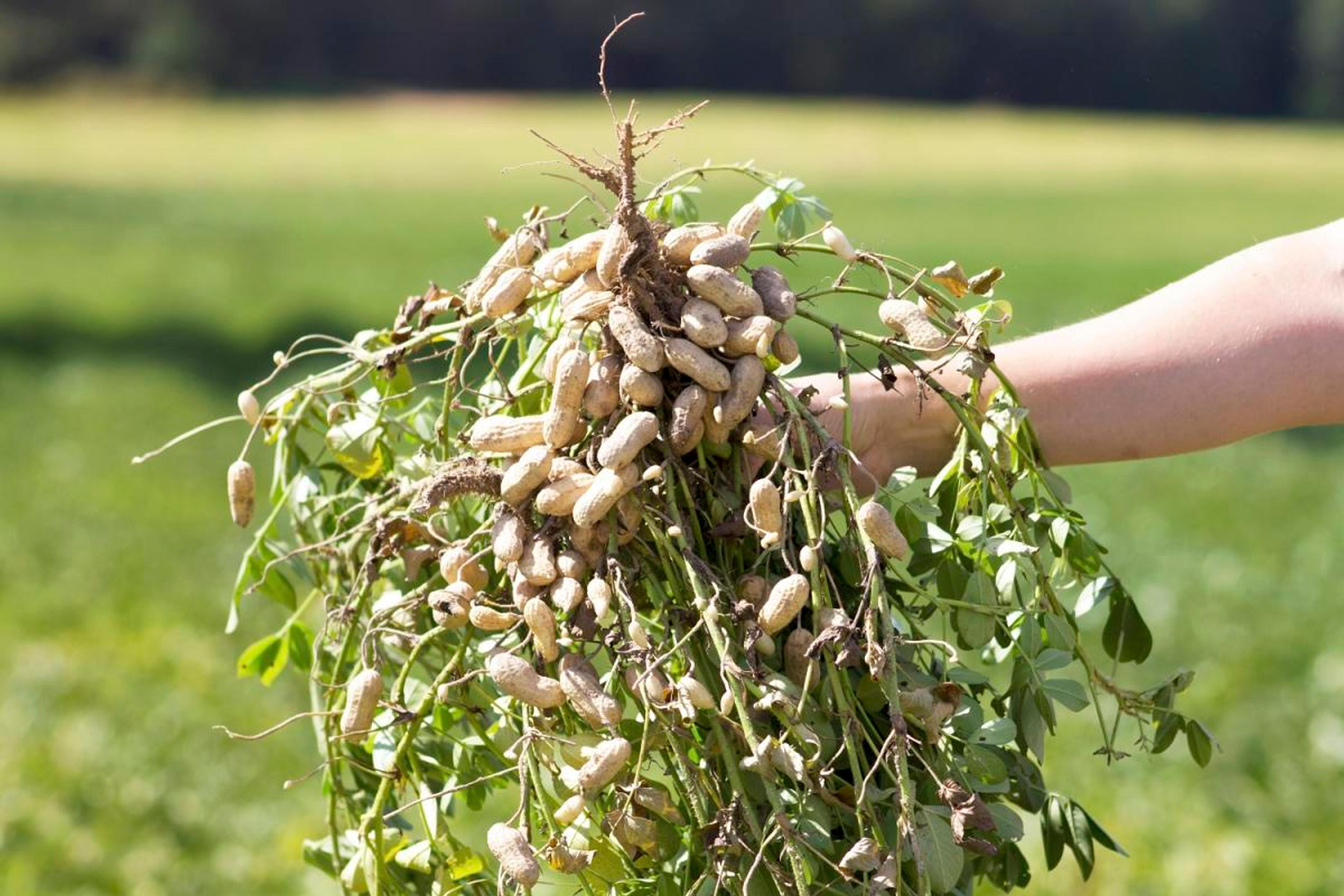 Image from Farm to People