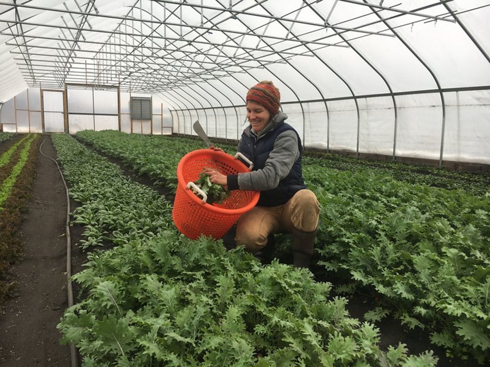 Buy Delicata Squash For Delivery Near You Farm To People