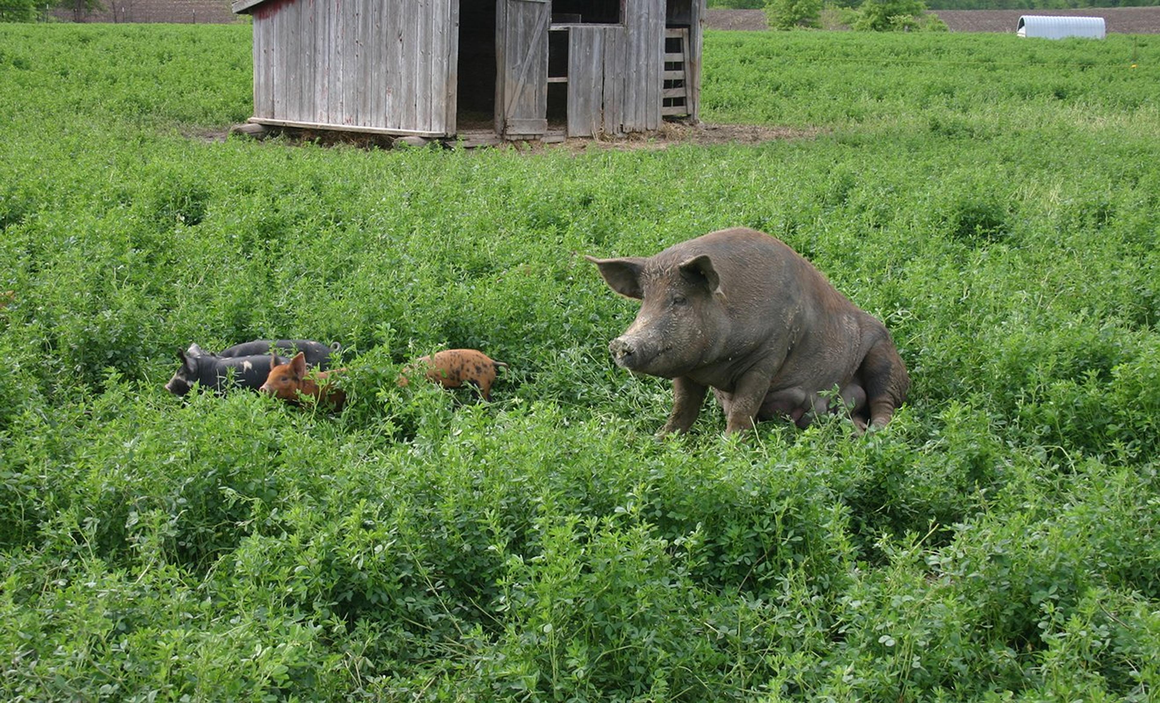 Image from Farm to People