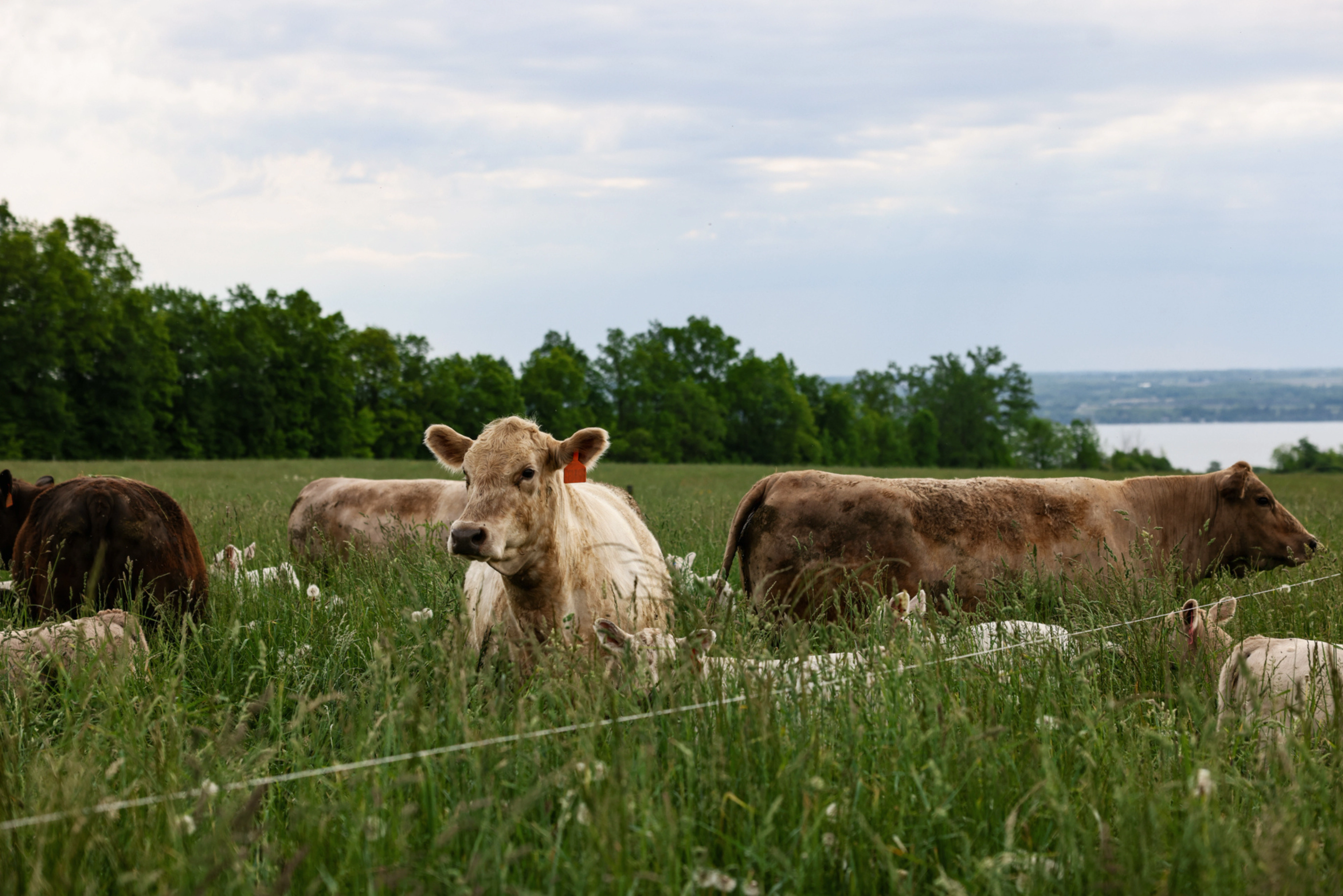 Image from Farm to People