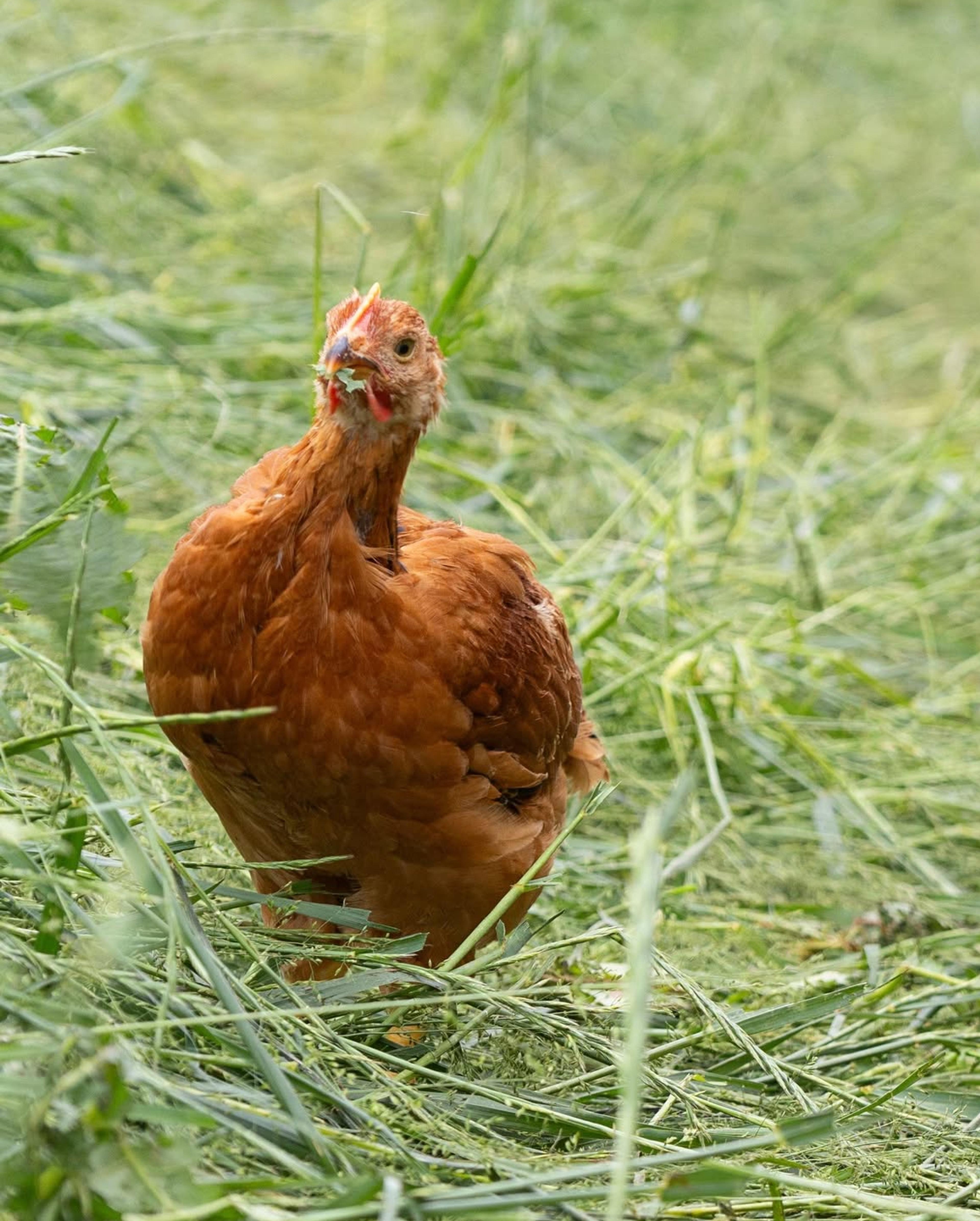 Image from Farm to People