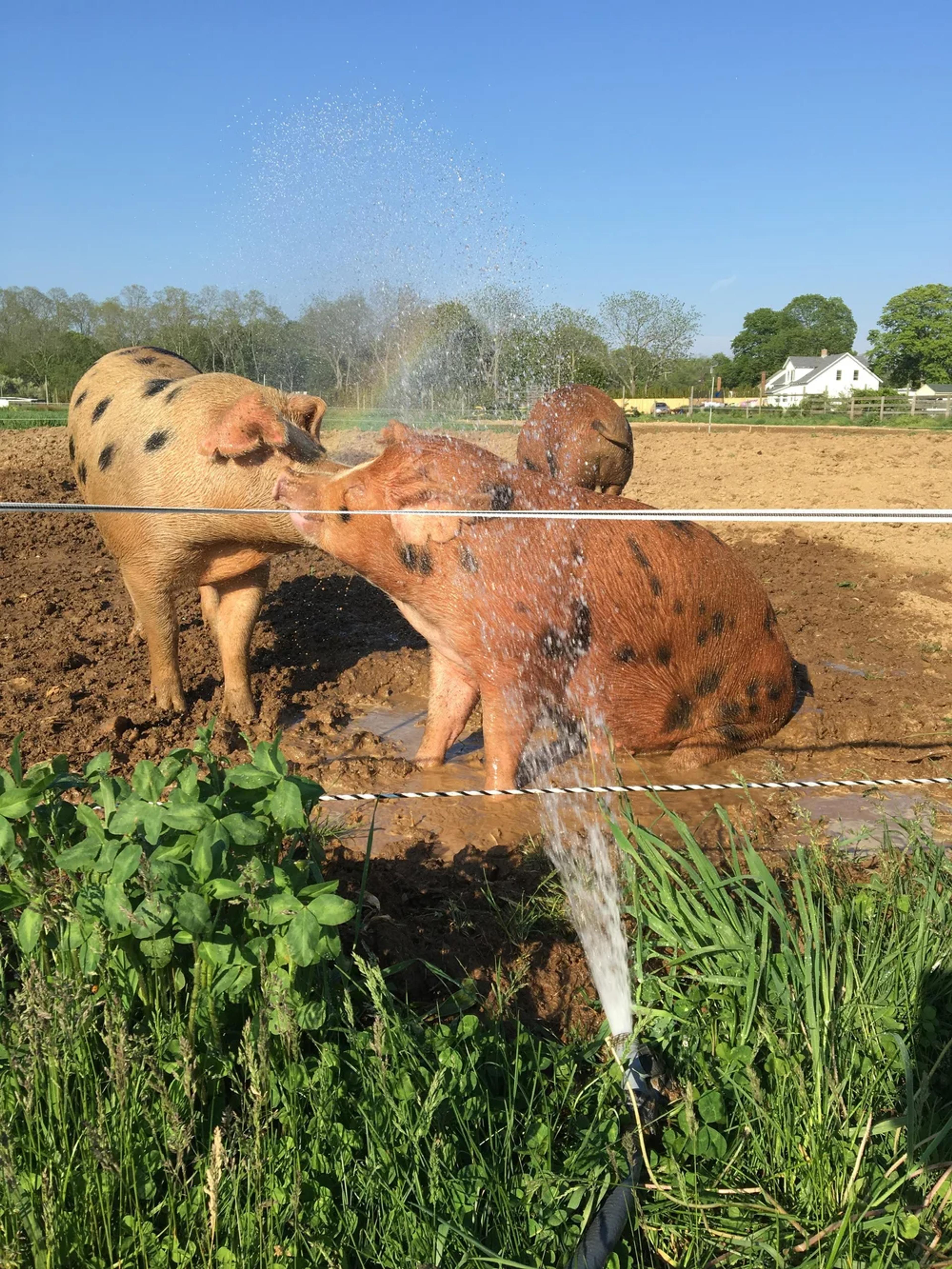 Image from Farm to People