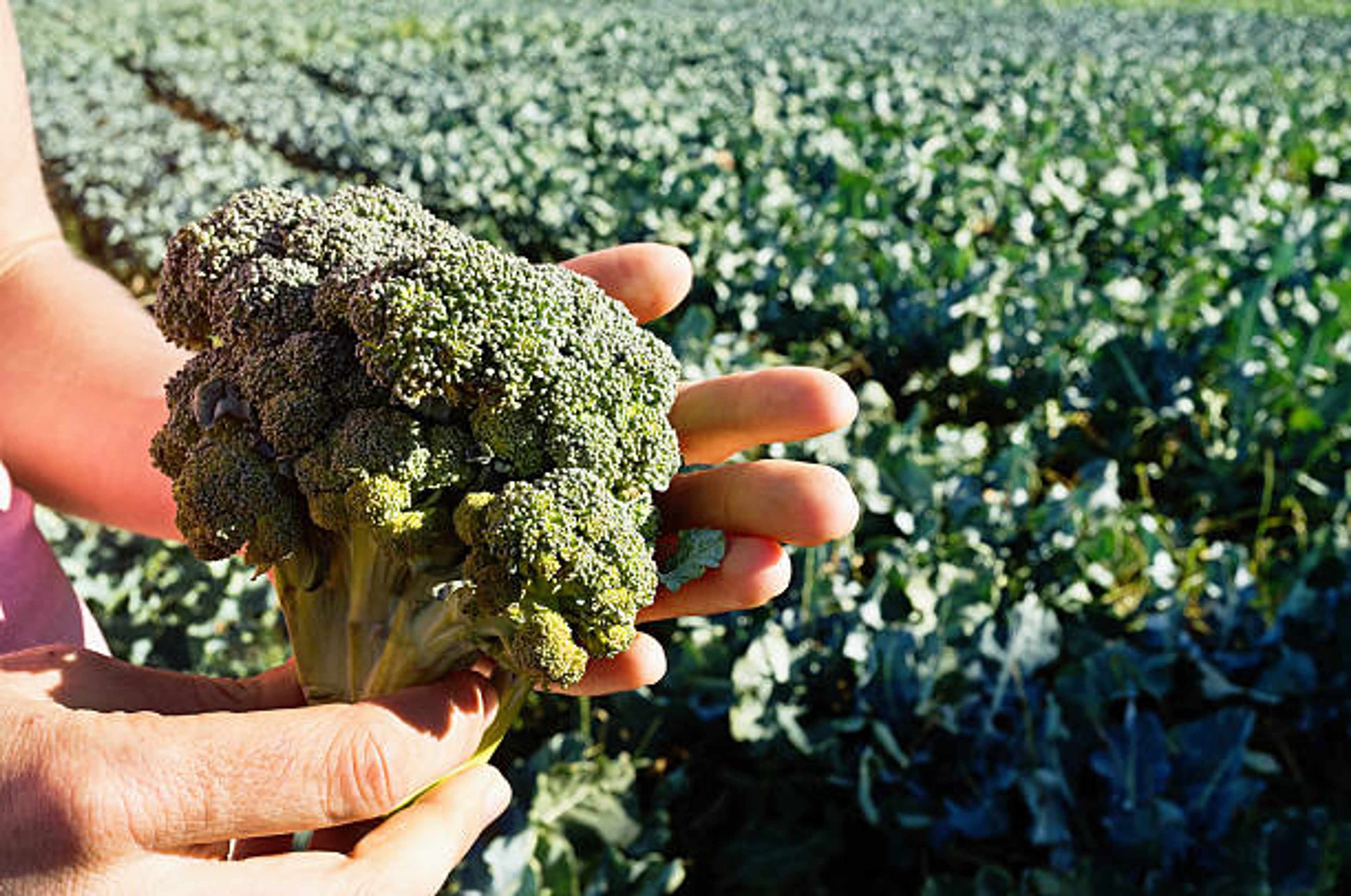 Image from Farm to People