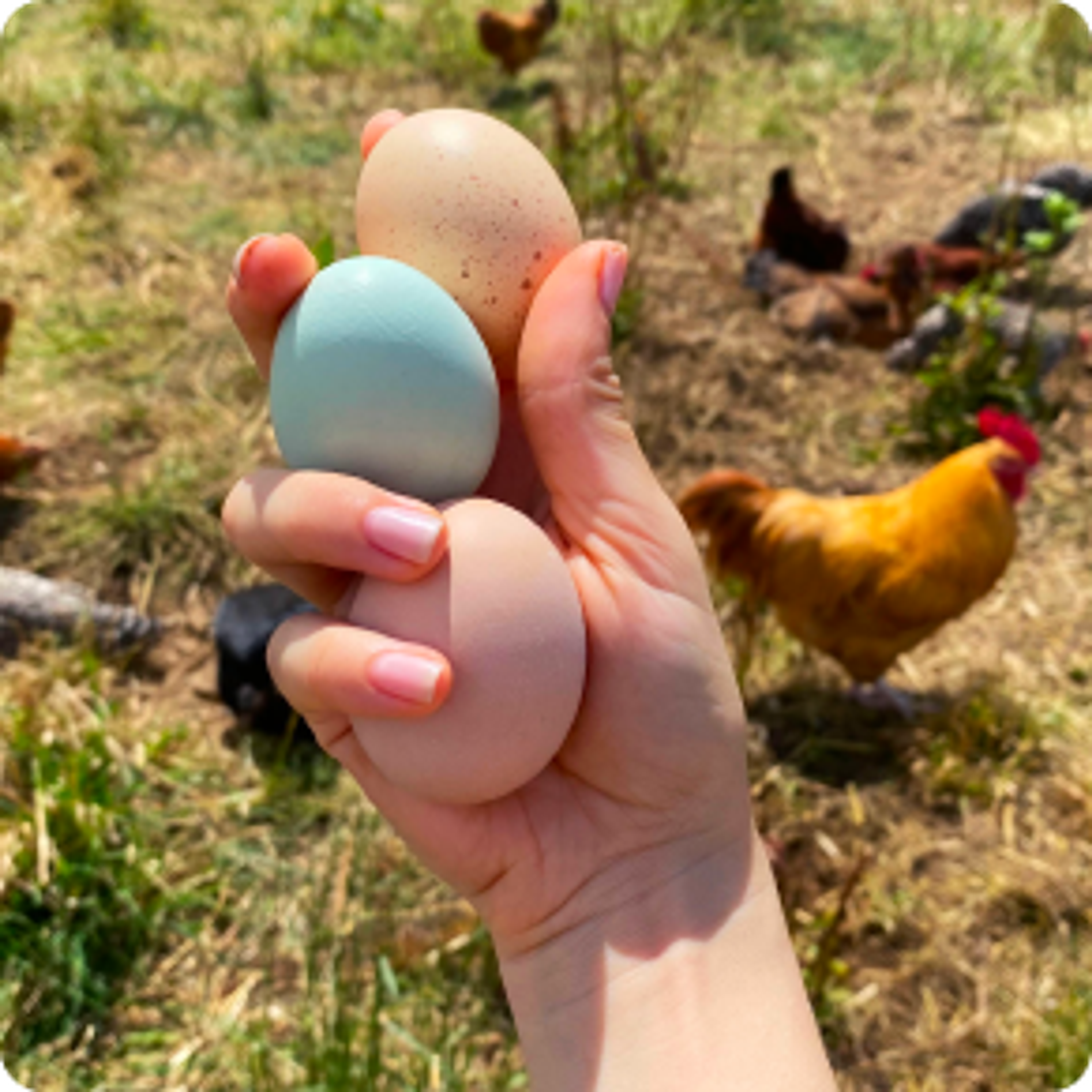 Local Farm Dairy & Eggs