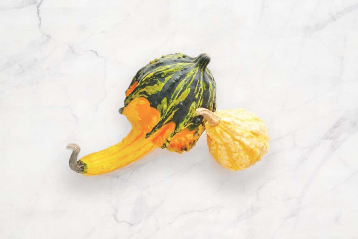 Buy Decorative Gourds For Delivery Near You Farm To People