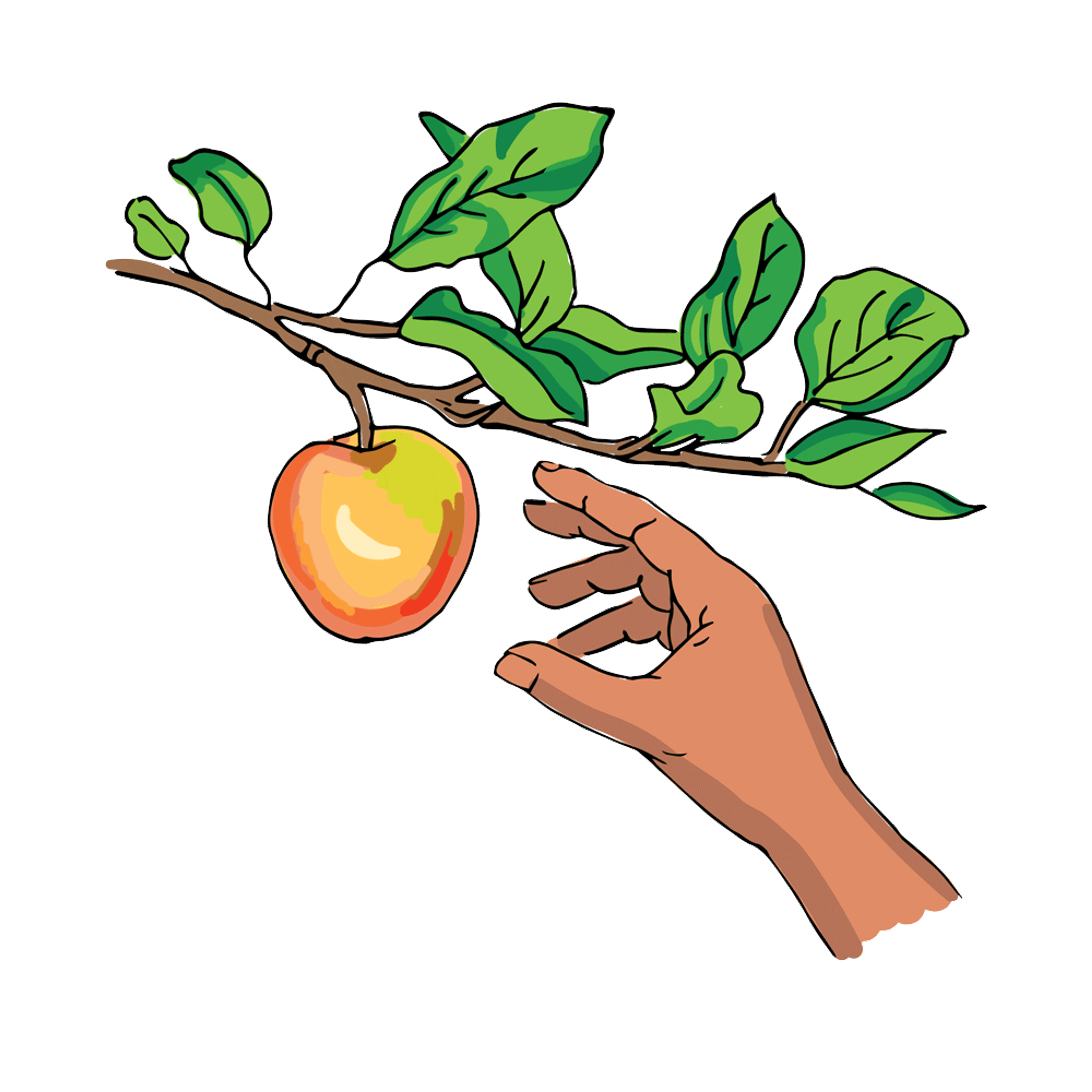 Hand drawn animation of a hand reaching out to pick an apple from a tree branch